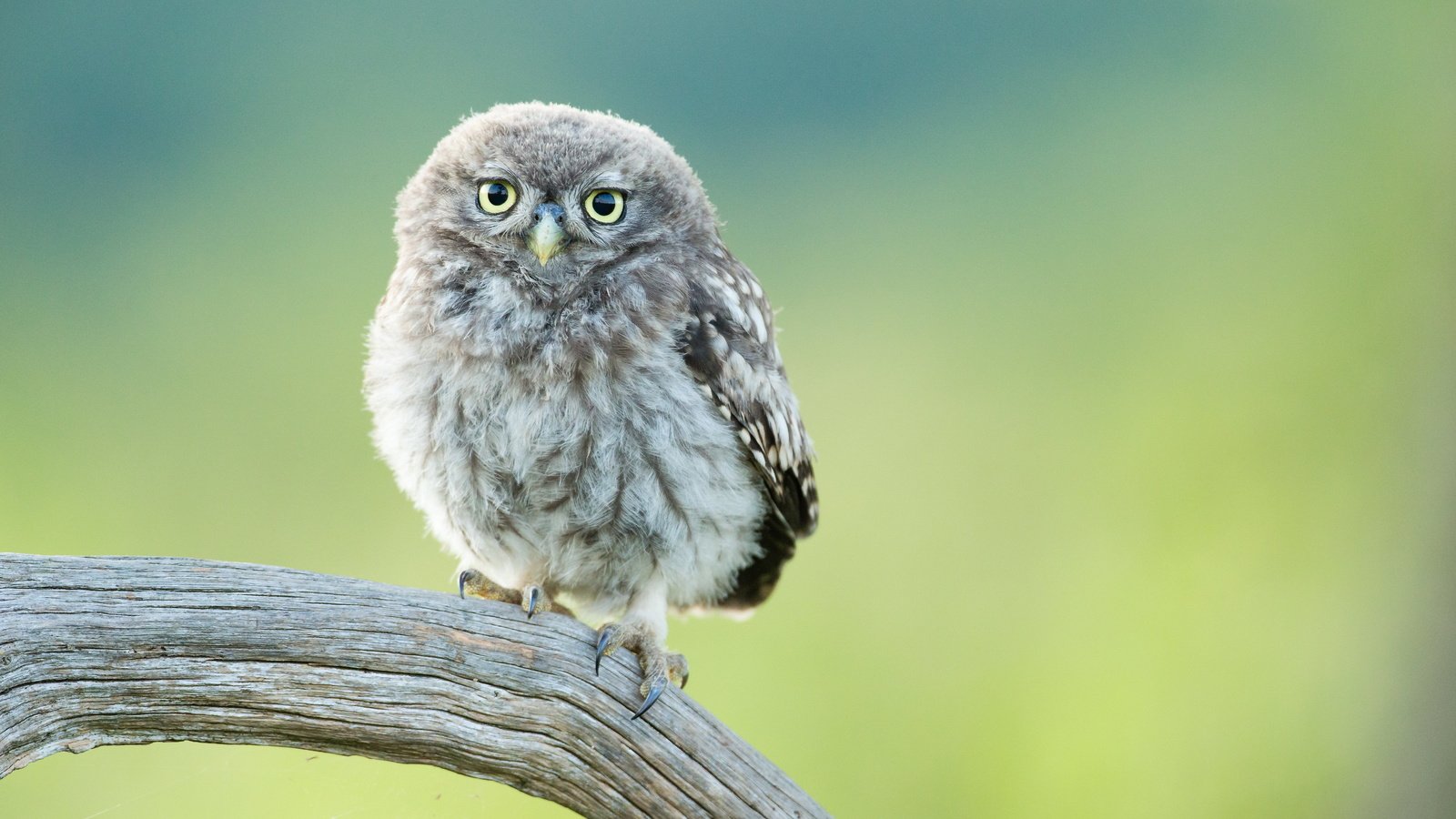 Обои сова, птенец, ветка, птица, совенок, owl, chick, branch, bird, owlet разрешение 3000x2000 Загрузить