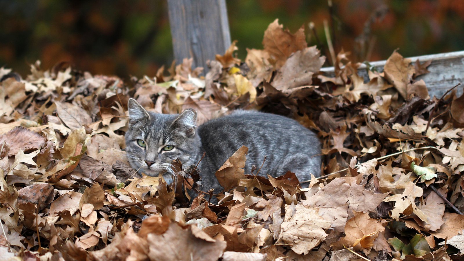 Обои листья, кот, мордочка, кошка, взгляд, осень, сухие листья, leaves, cat, muzzle, look, autumn, dry leaves разрешение 2048x1365 Загрузить