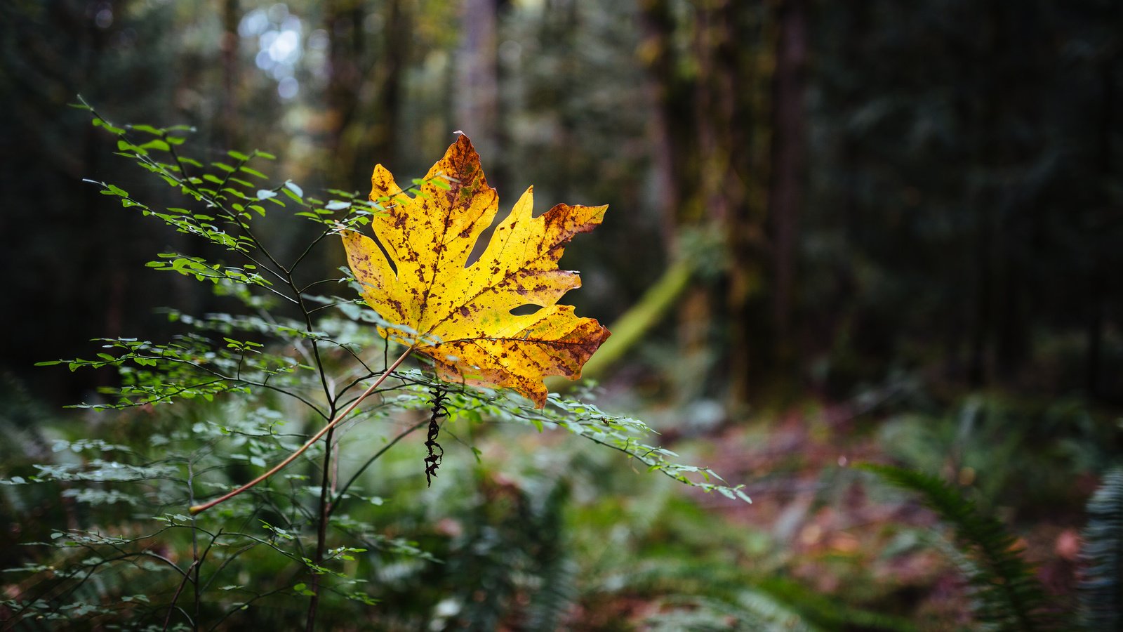 Обои природа, лес, осень, лист, nature, forest, autumn, sheet разрешение 2048x1280 Загрузить