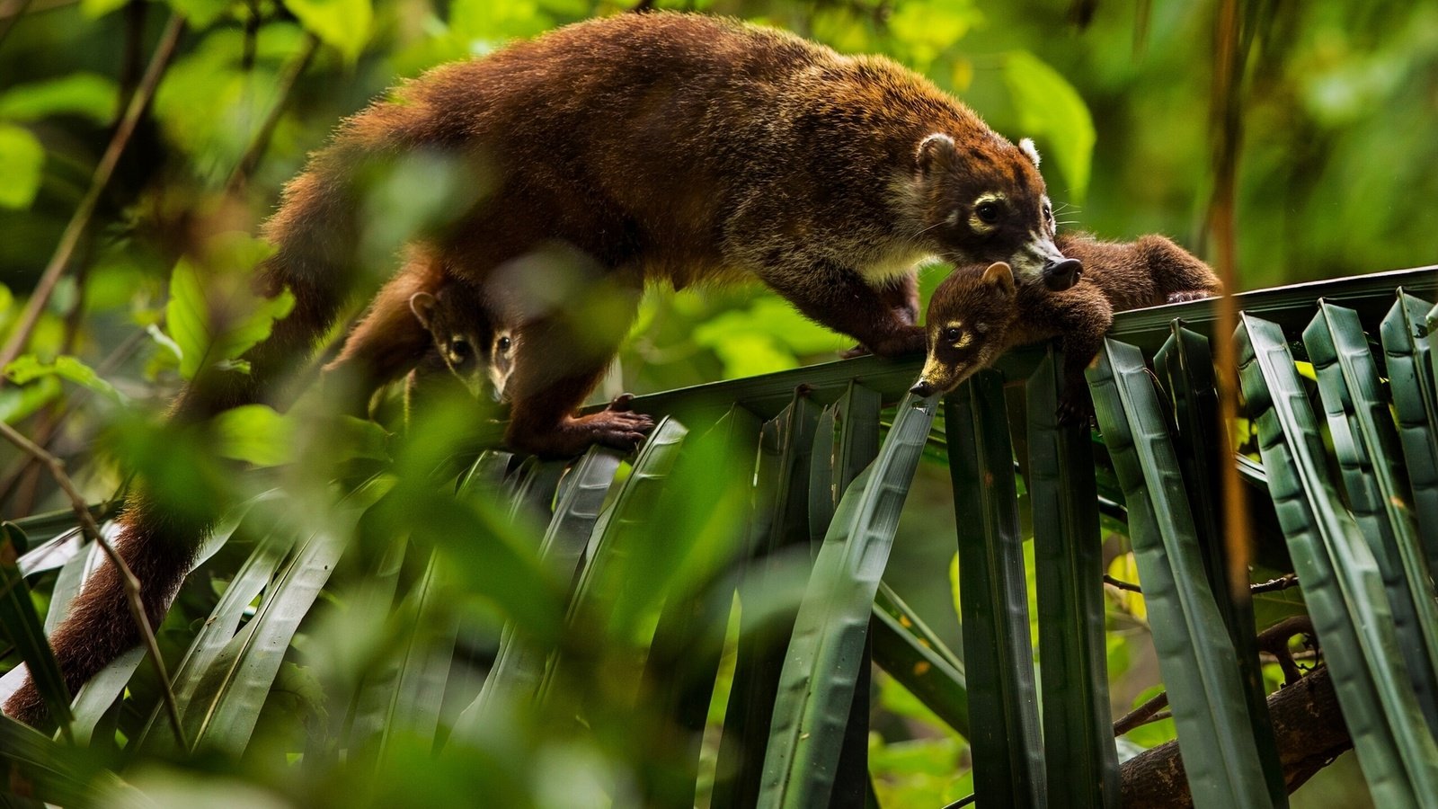 Обои листья, детеныши, носуха, коати, leaves, cubs, the coati, coati разрешение 1920x1201 Загрузить