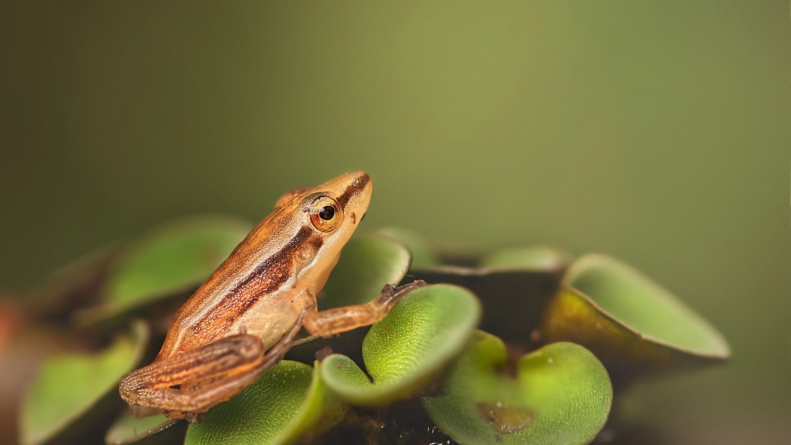 Обои природа, макро, лягушка, растение, зеленые листья, лягуха, на природе, nature, macro, frog, plant, green leaves разрешение 1920x1280 Загрузить