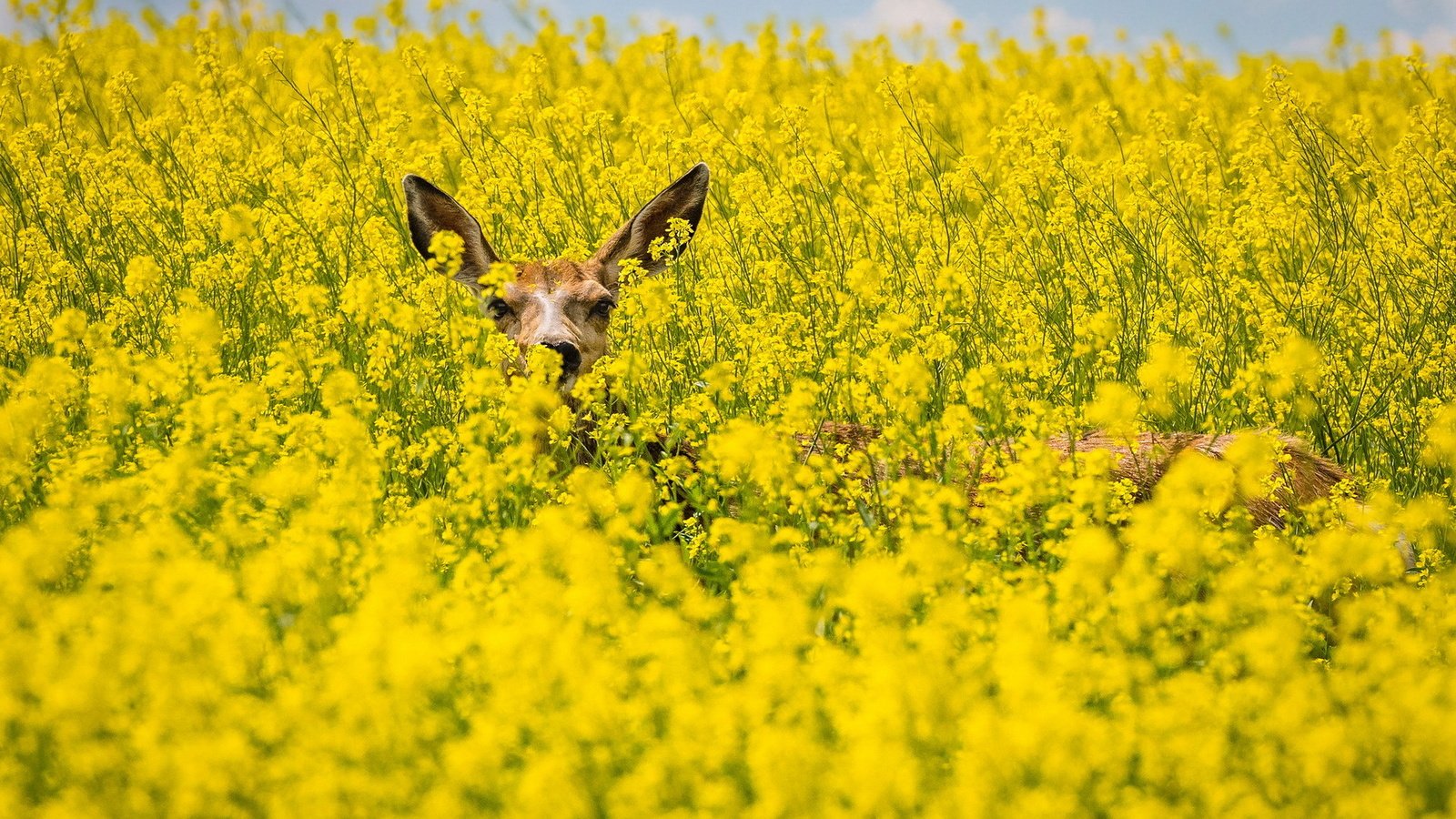 Обои поле, лето, косуля, рапс, field, summer, roe, rape разрешение 1920x1200 Загрузить