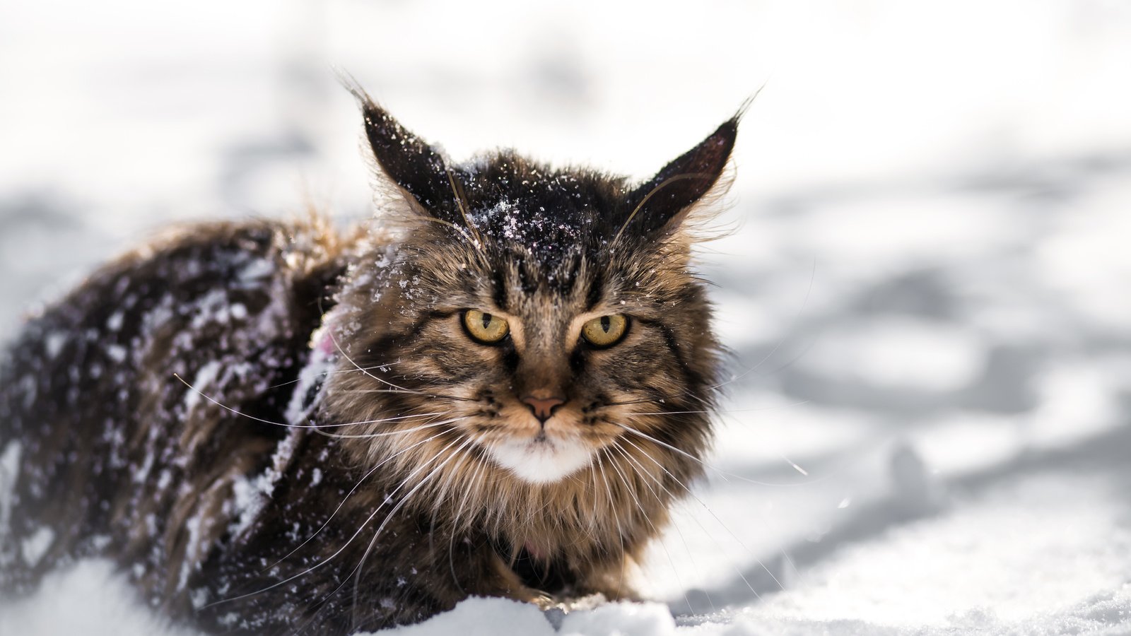 Обои снег, зима, кот, кошка, взгляд, мей-кун, snow, winter, cat, look, mei-kun разрешение 5472x3648 Загрузить