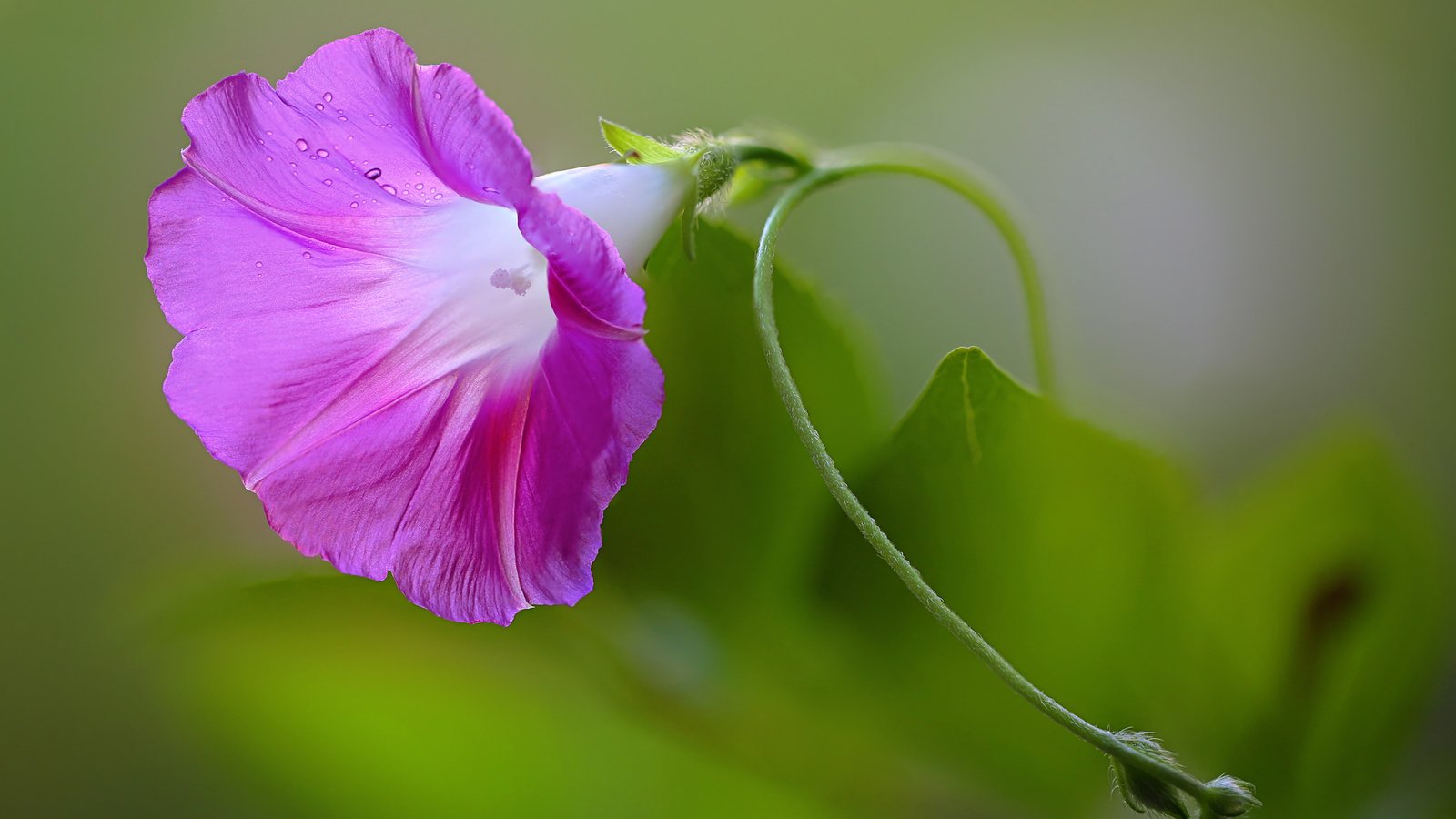 Обои природа, листья, цветок, лепестки, вьюнок, ипомея, nature, leaves, flower, petals, bindweed, morning glory разрешение 2048x1365 Загрузить