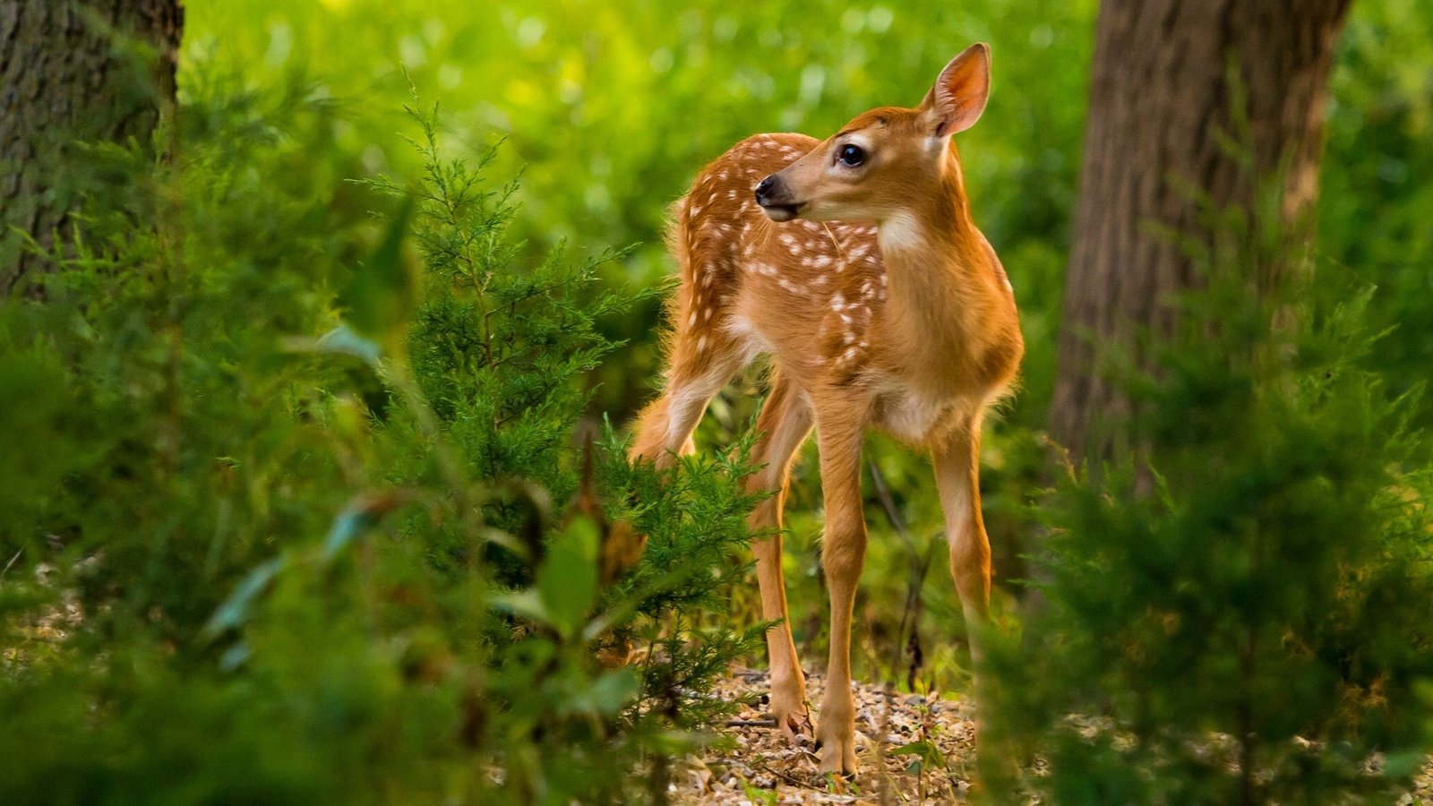 Обои лес, олень, малыш, олененок, forest, deer, baby, fawn разрешение 1920x1379 Загрузить