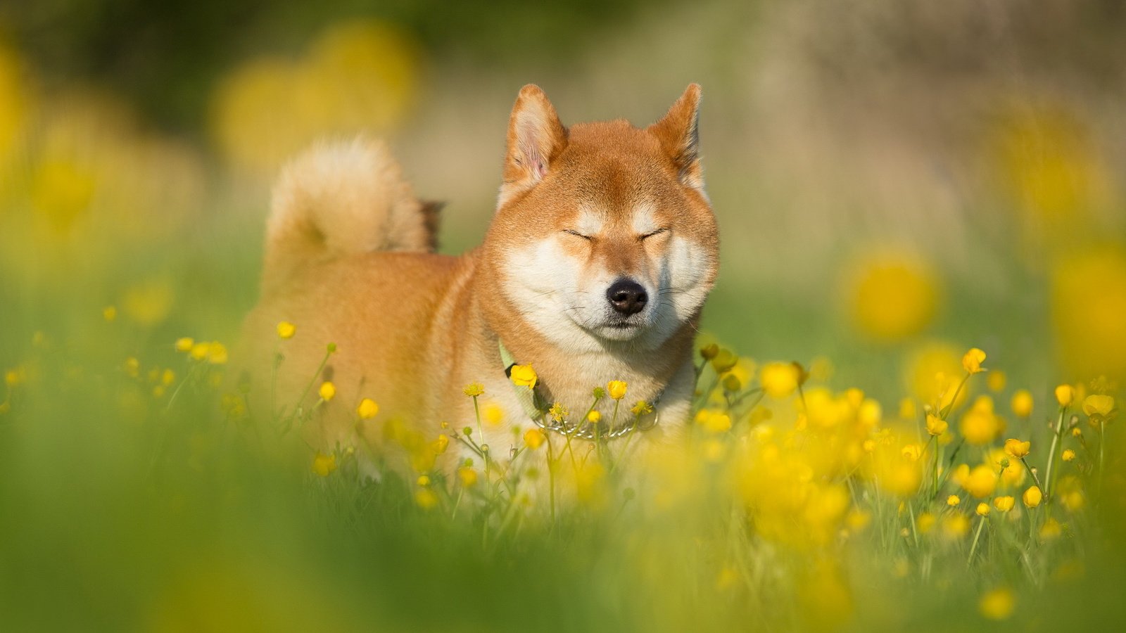 Обои морда, цветы, трава, лето, собака, друг, сиба-ину, face, flowers, grass, summer, dog, each, shiba inu разрешение 1999x1257 Загрузить