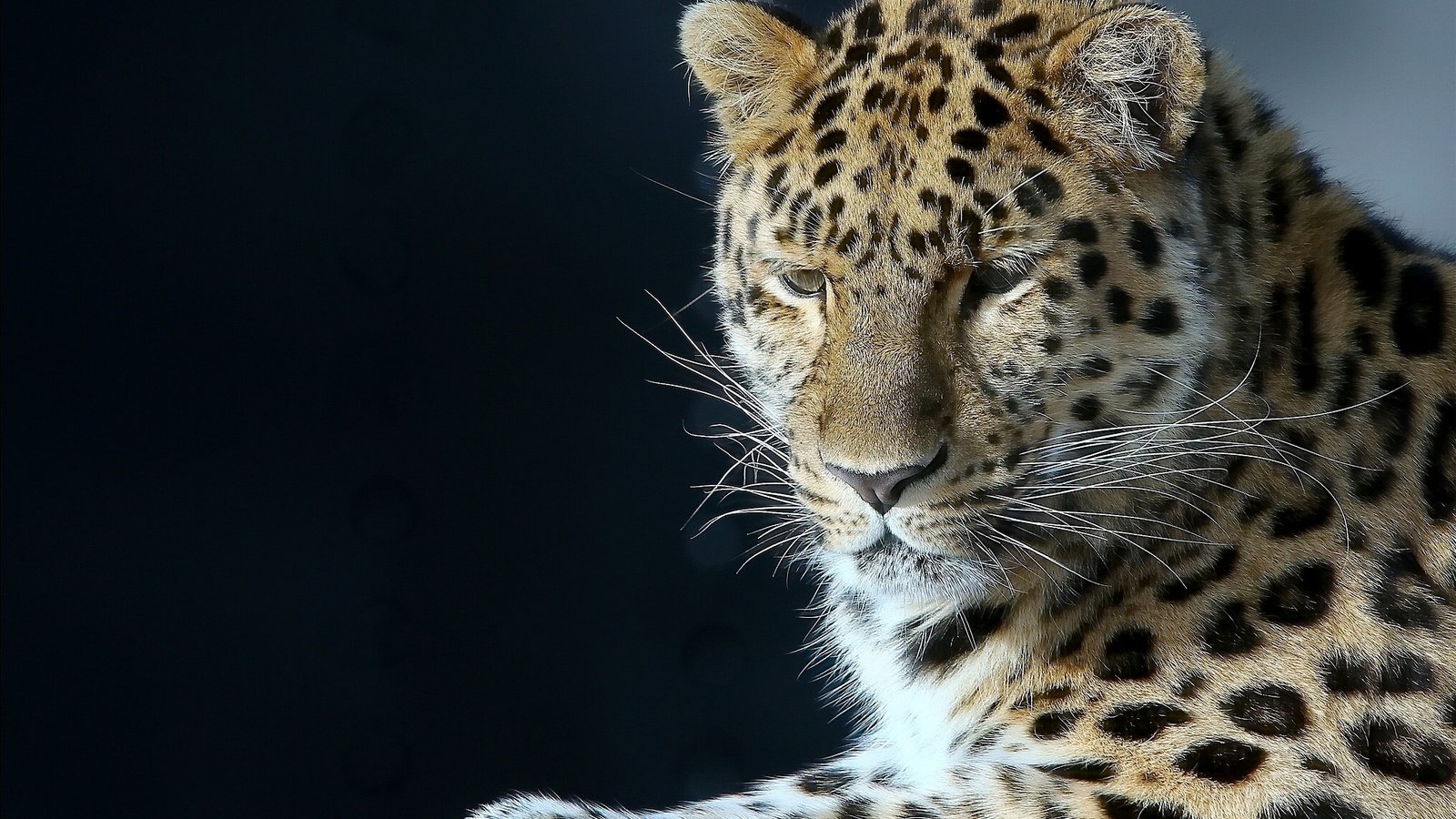 Обои портрет, леопард, хищник, большая кошка, красавец, portrait, leopard, predator, big cat, handsome разрешение 2029x1523 Загрузить