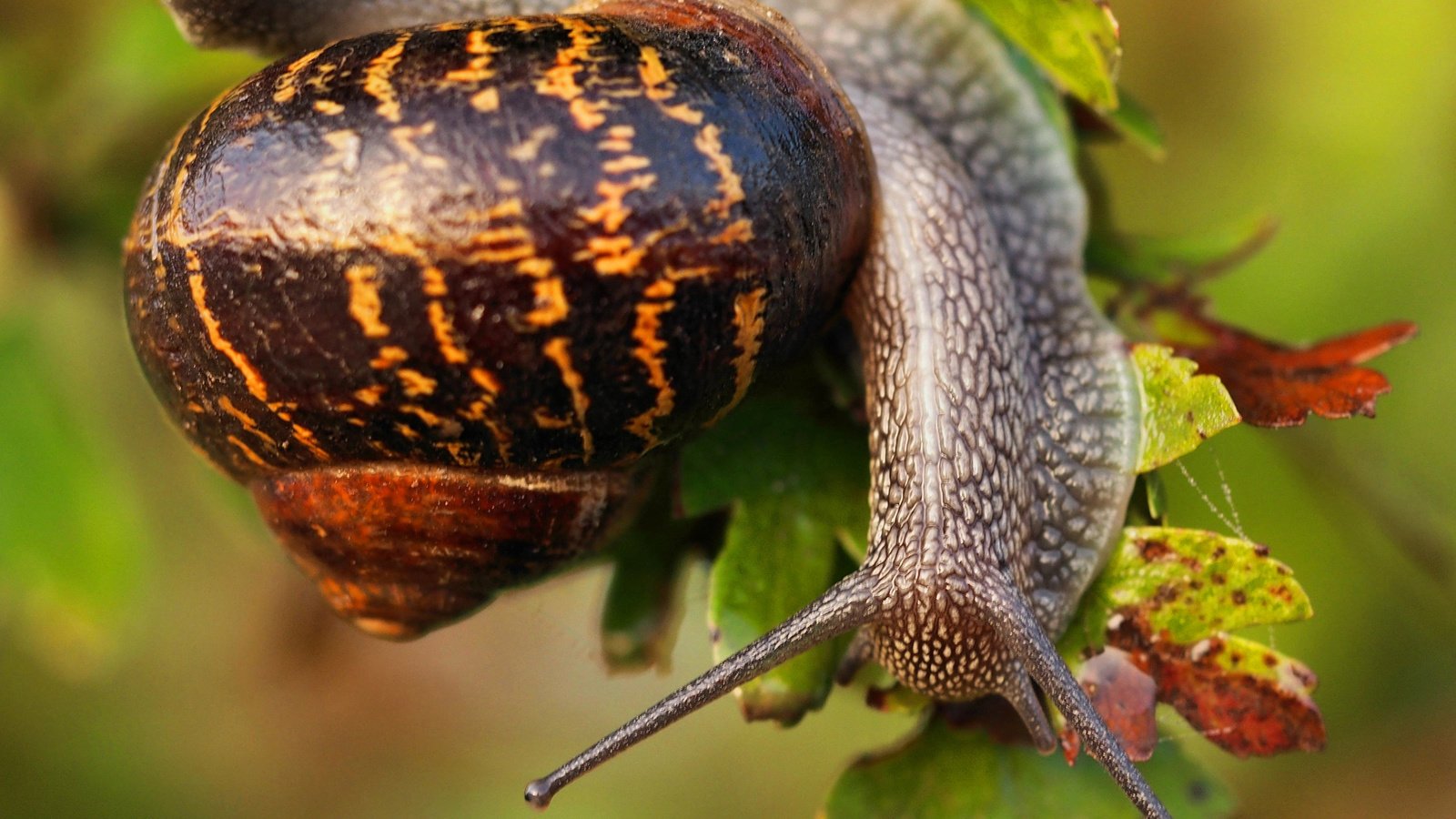 Обои листья, макро, улитка, раковина, leaves, macro, snail, sink разрешение 2048x1555 Загрузить