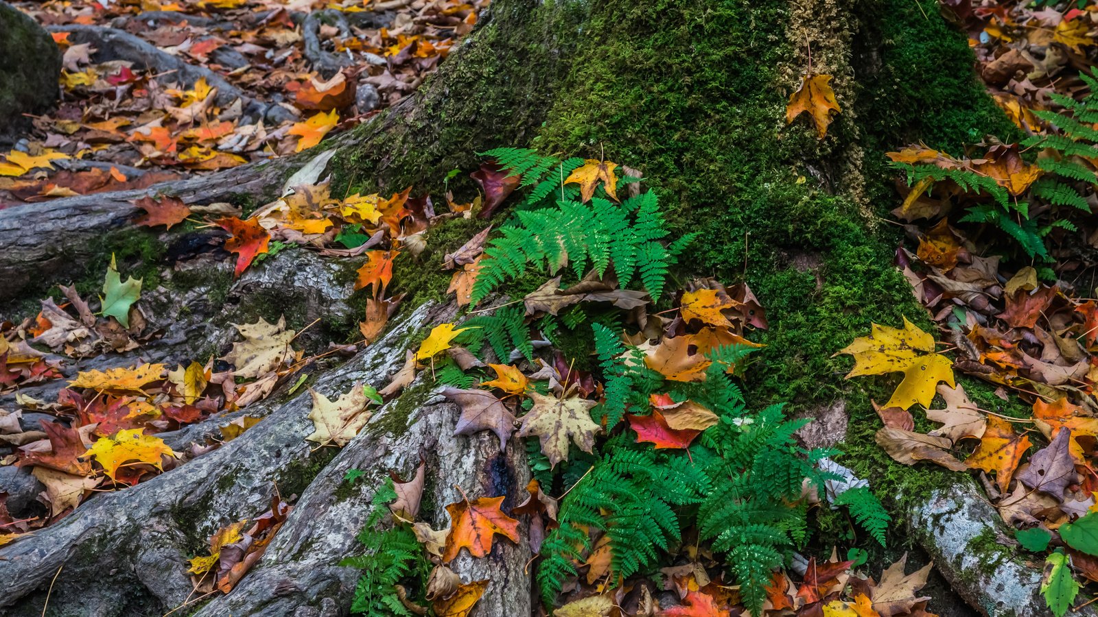 Обои дерево, листья, осень, мох, tree, leaves, autumn, moss разрешение 2048x1491 Загрузить