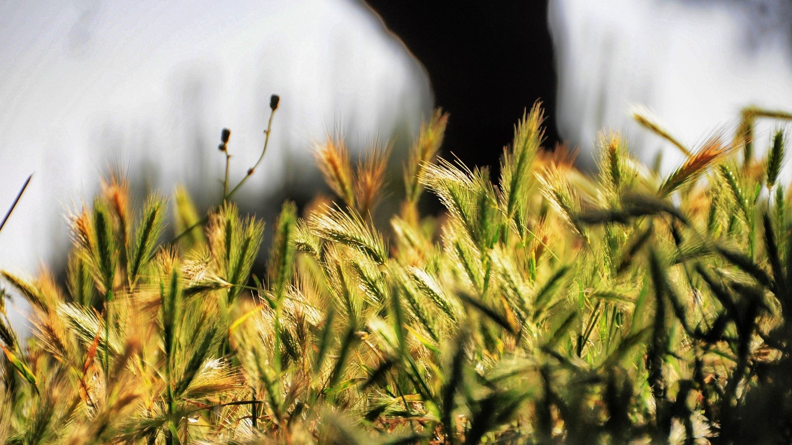 Обои трава, природа, макро, колоски, завод, опадают, на природе, grass, nature, macro, spikelets, plant, fall разрешение 2880x1798 Загрузить