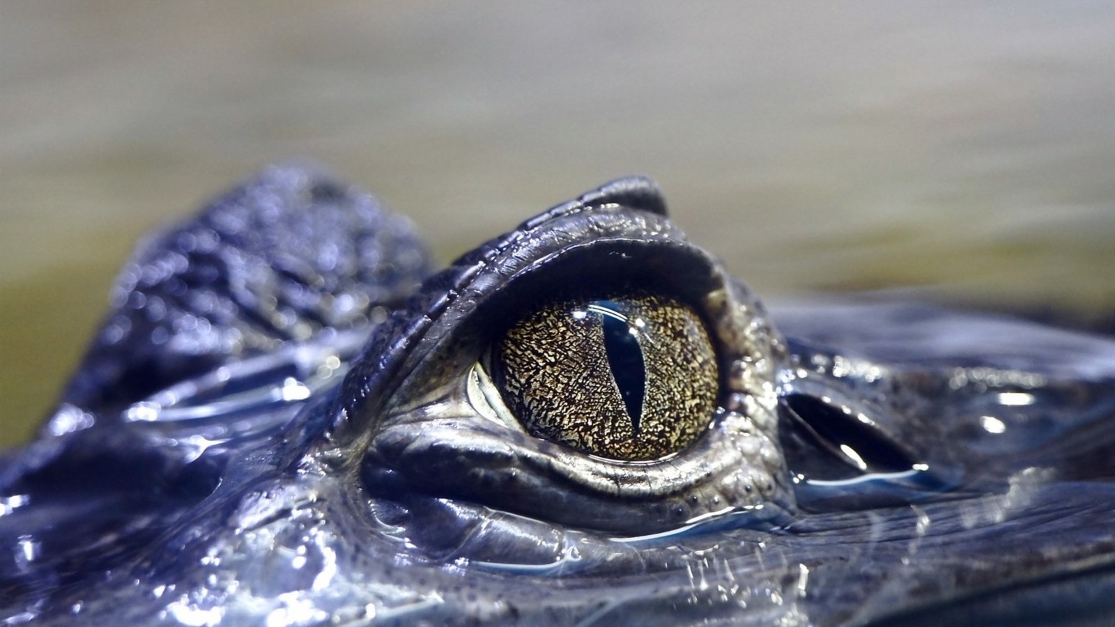 Обои глаза, вода, крокодил, рептилия, глазок, пресмыкающееся, аллигатор, eyes, water, crocodile, reptile, eye, alligator разрешение 2560x1600 Загрузить