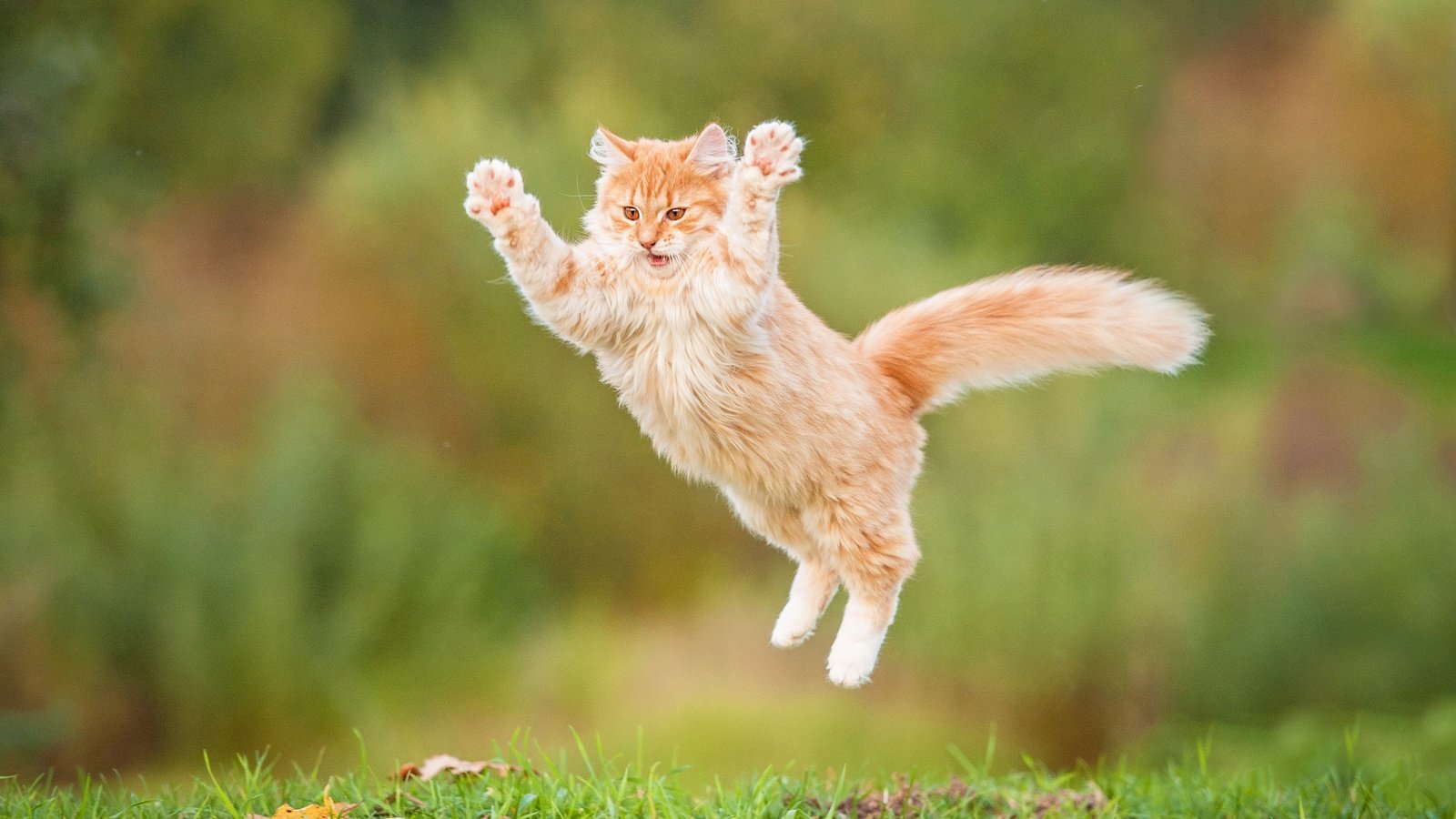 Обои кот, пушистый, прыжок, рыжий, рыжий кот, cat, fluffy, jump, red, red cat разрешение 3600x2395 Загрузить