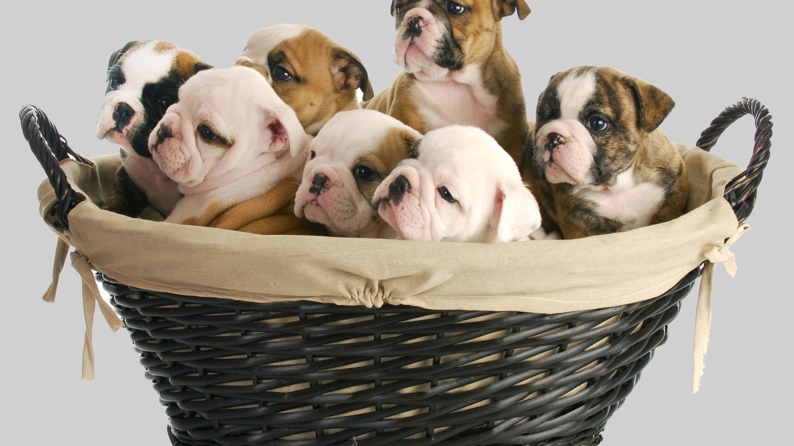 Обои щенок, корзина, малыш, собаки, английский бульдог, щенята, puppy, basket, baby, dogs, english bulldog разрешение 2000x1333 Загрузить