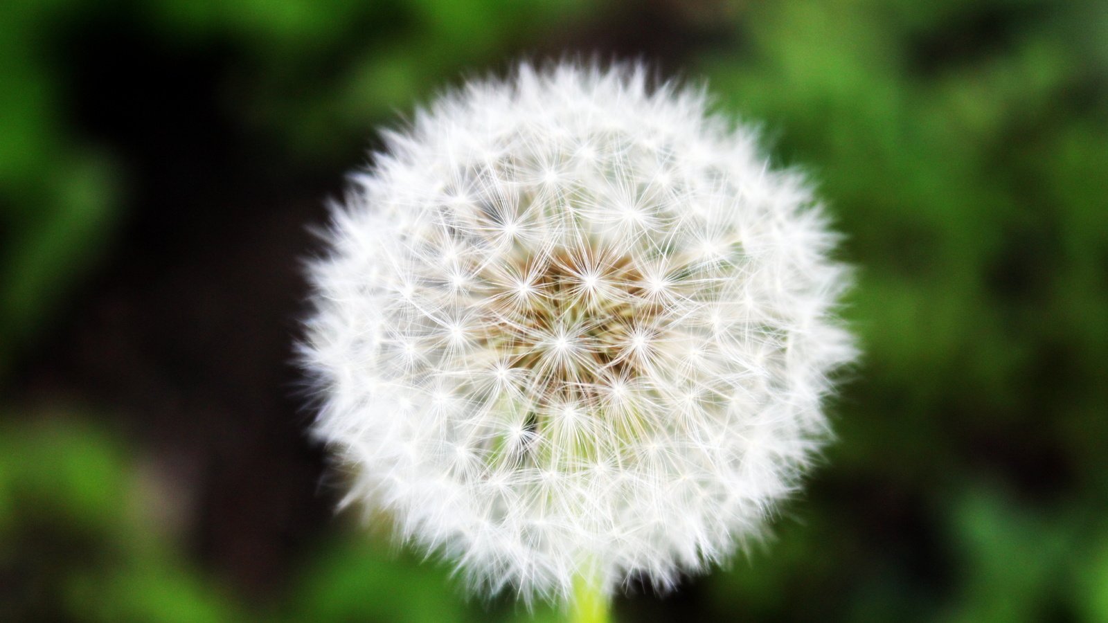 Обои трава, зелень, макро, лето, одуванчик, grass, greens, macro, summer, dandelion разрешение 5184x3456 Загрузить