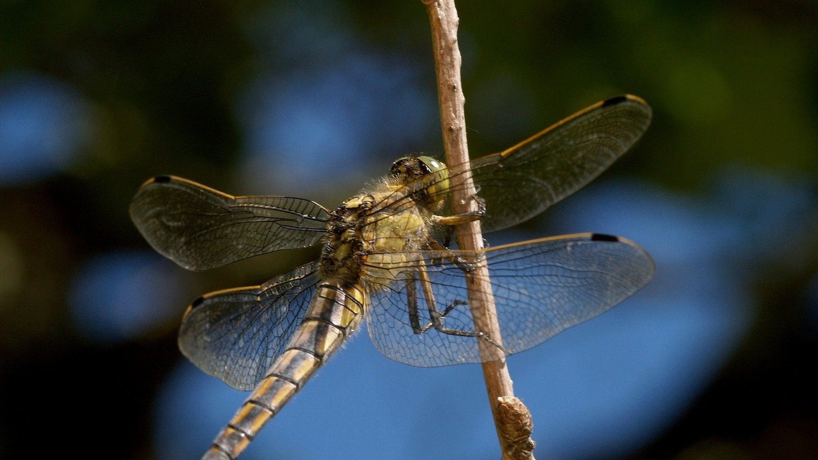 Обои насекомое, стрекоза, insect, dragonfly разрешение 1920x1440 Загрузить