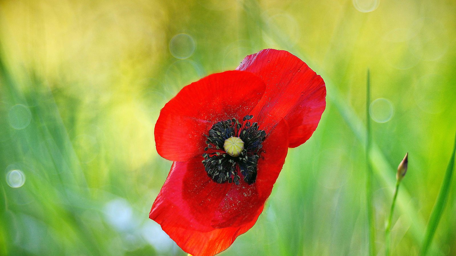 Обои макро, цветок, красный, мак, растение, боке, macro, flower, red, mac, plant, bokeh разрешение 2048x1367 Загрузить