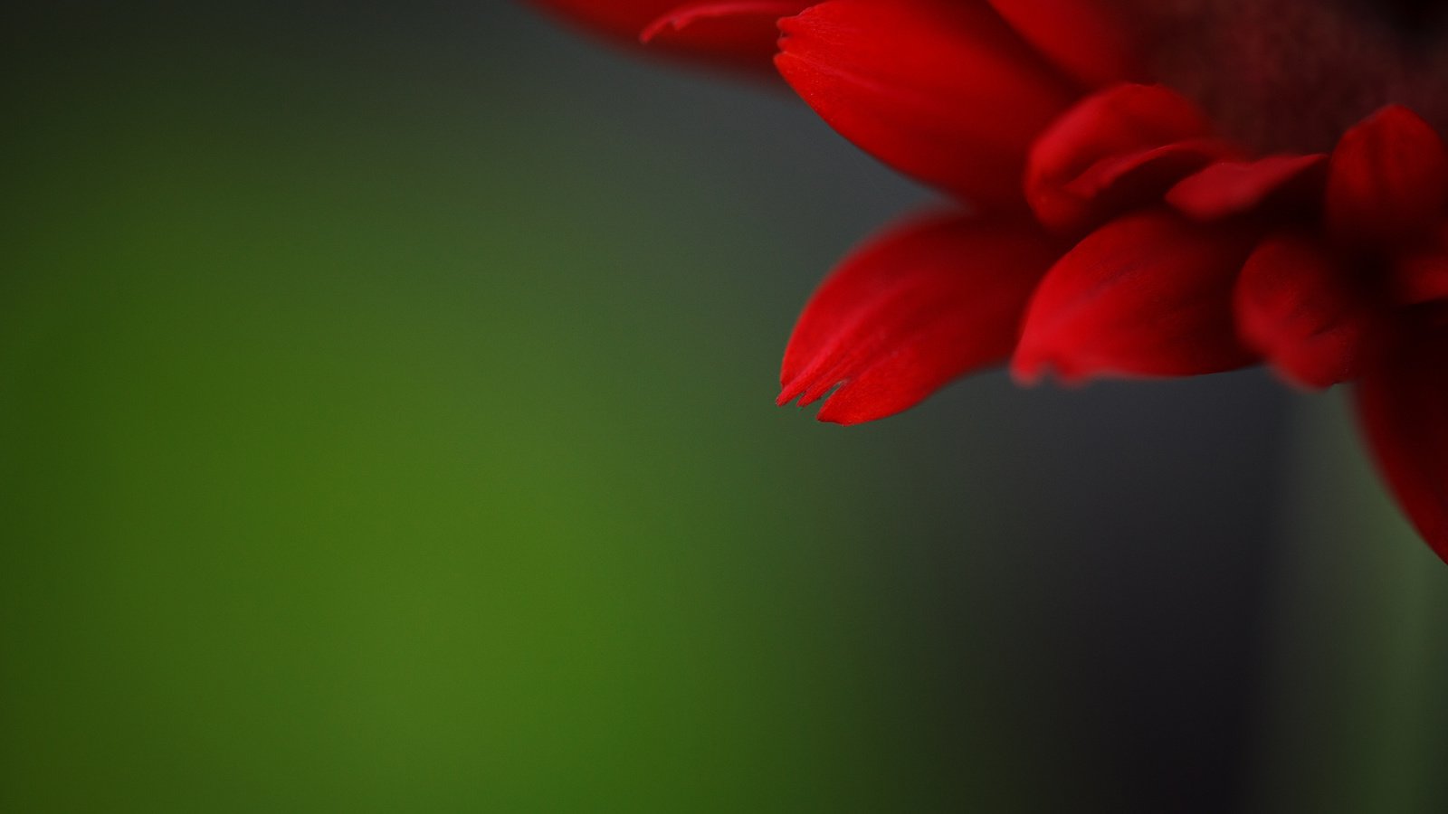 Обои фон, цветок, лепестки, красный, background, flower, petals, red разрешение 2048x1496 Загрузить