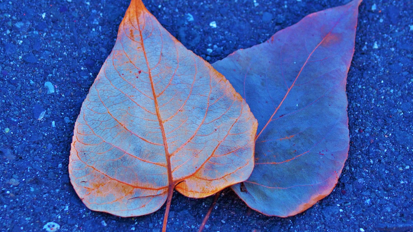 Обои листья, краски, осень, асфальт, leaves, paint, autumn, asphalt разрешение 2048x1319 Загрузить