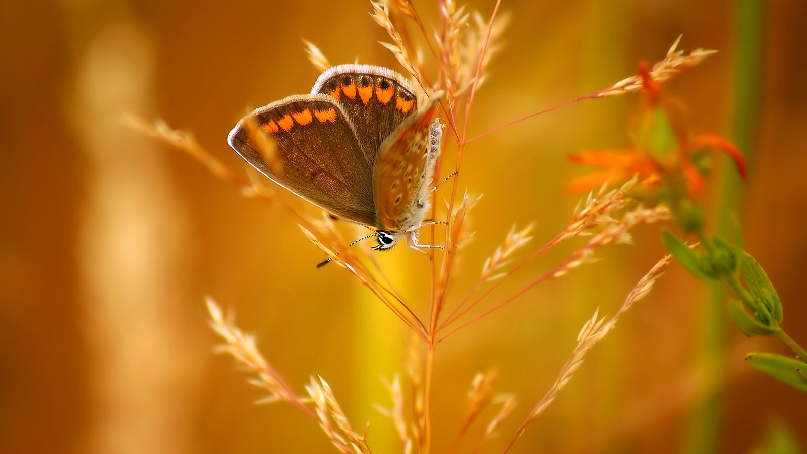 Обои насекомое, бабочка, колосок, боке, insect, butterfly, spike, bokeh разрешение 3650x2219 Загрузить