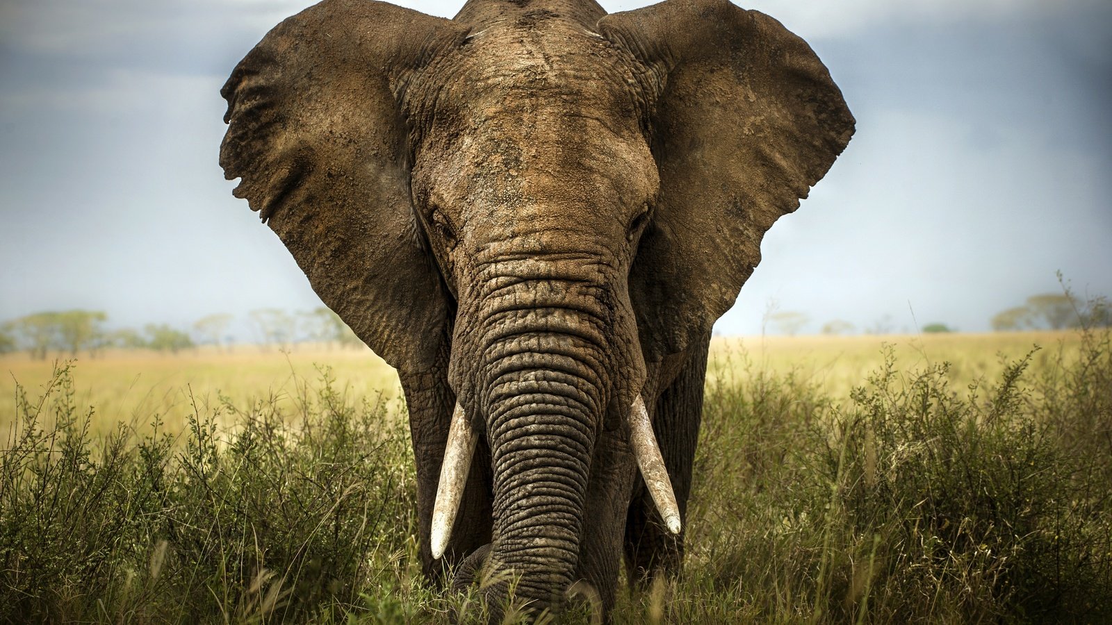 Обои слон, африка, саванна, слоновая кость, elephant, africa, savannah, ivory разрешение 2880x1916 Загрузить