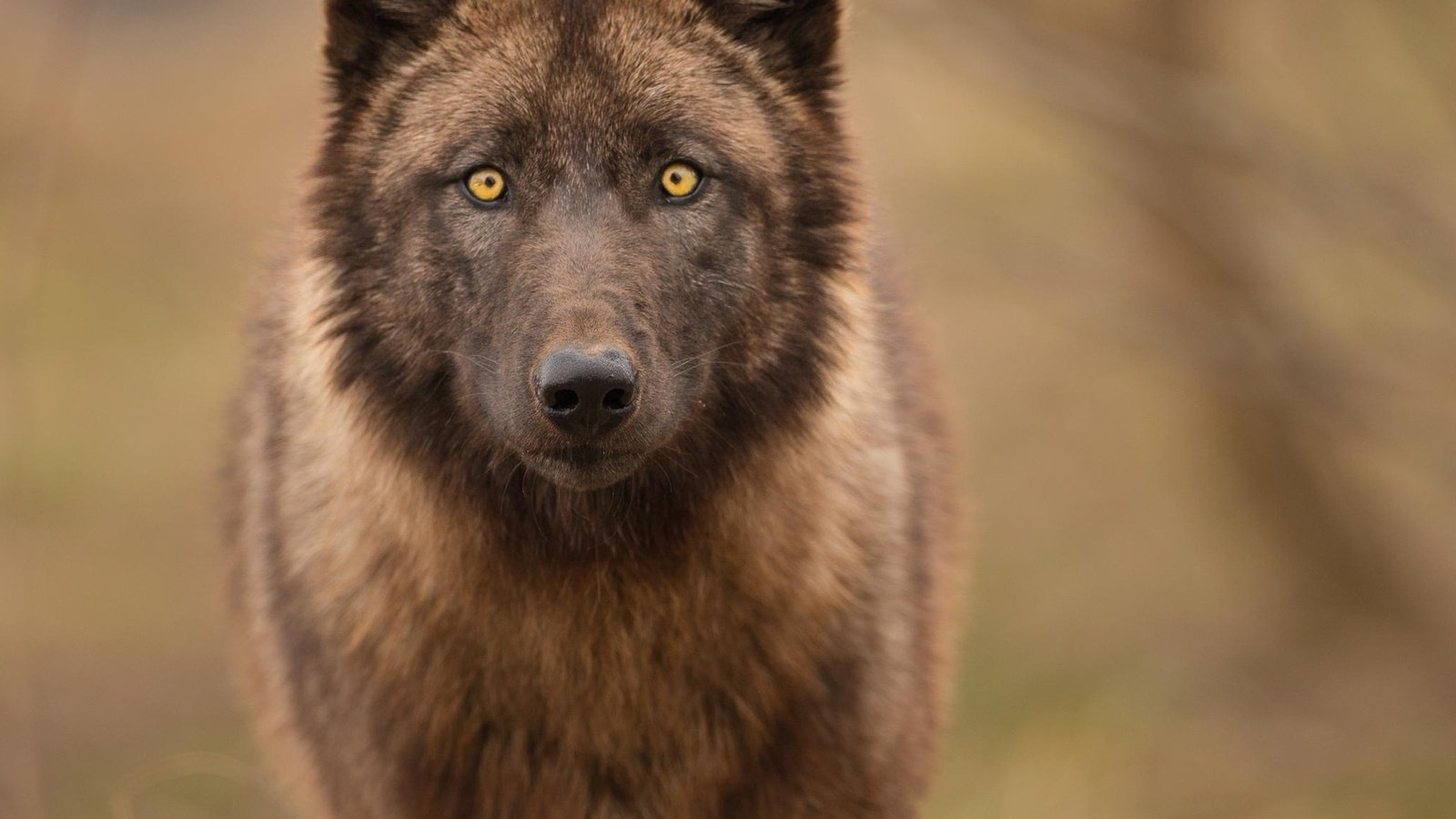 Обои морда, природа, взгляд, хищник, волк, face, nature, look, predator, wolf разрешение 2045x1777 Загрузить