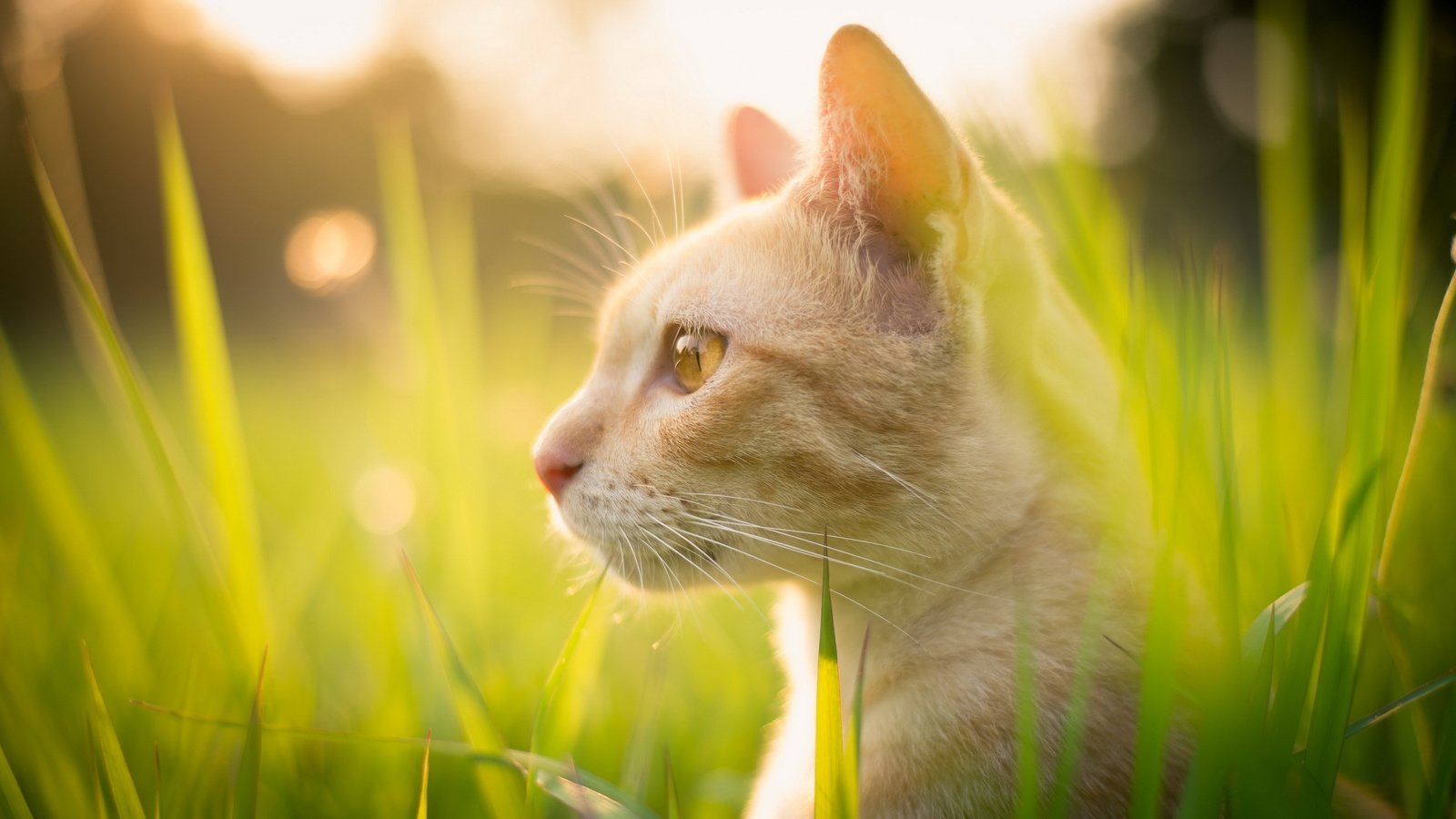 Обои трава, природа, кот, лето, кошка, взгляд, профиль, смотрите, grass, nature, cat, summer, look, profile, see разрешение 2560x1440 Загрузить