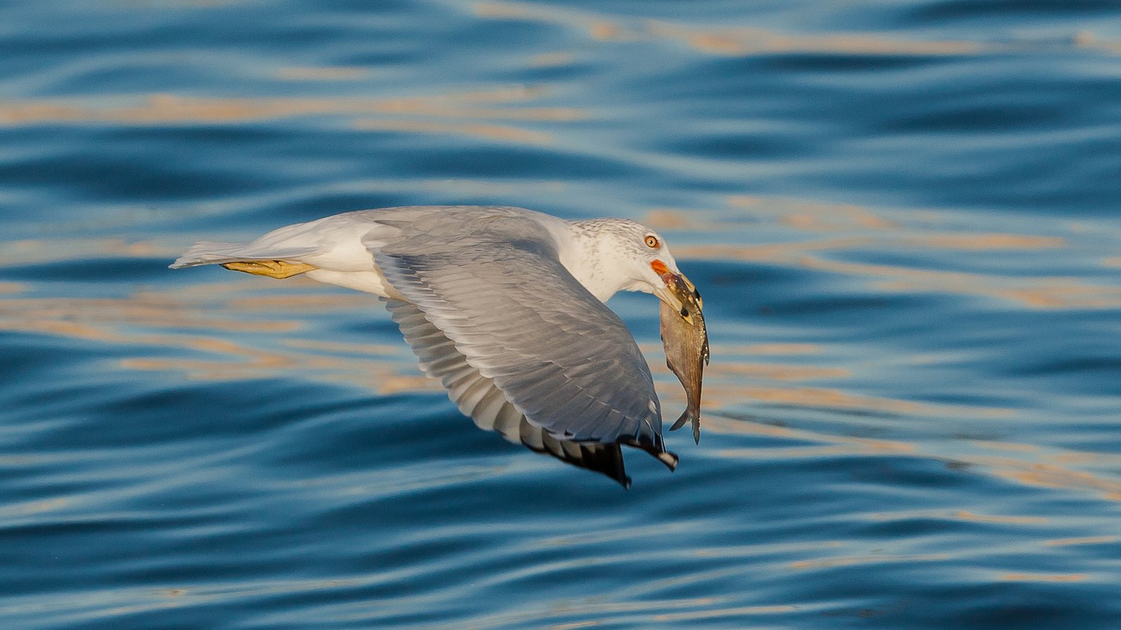 Обои море, чайка, птица, рыба, sea, seagull, bird, fish разрешение 2048x1365 Загрузить