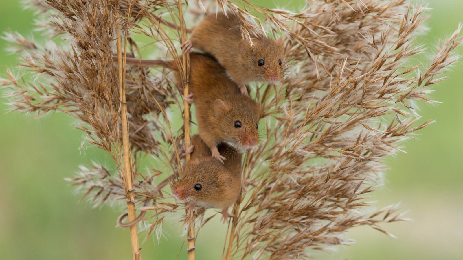 Обои мыши, камыш, трио, harvest mouse, мышь-малютка, троица, mouse, reed, trio, the mouse is tiny, trinity разрешение 2880x2161 Загрузить