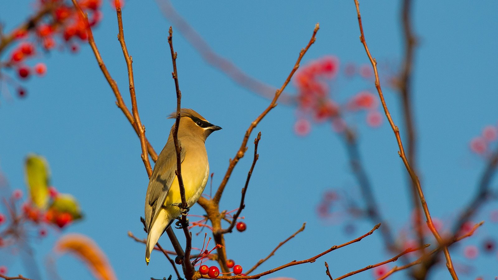 Обои небо, ветка, птица, ягоды, свиристель, the sky, branch, bird, berries, the waxwing разрешение 2048x1362 Загрузить