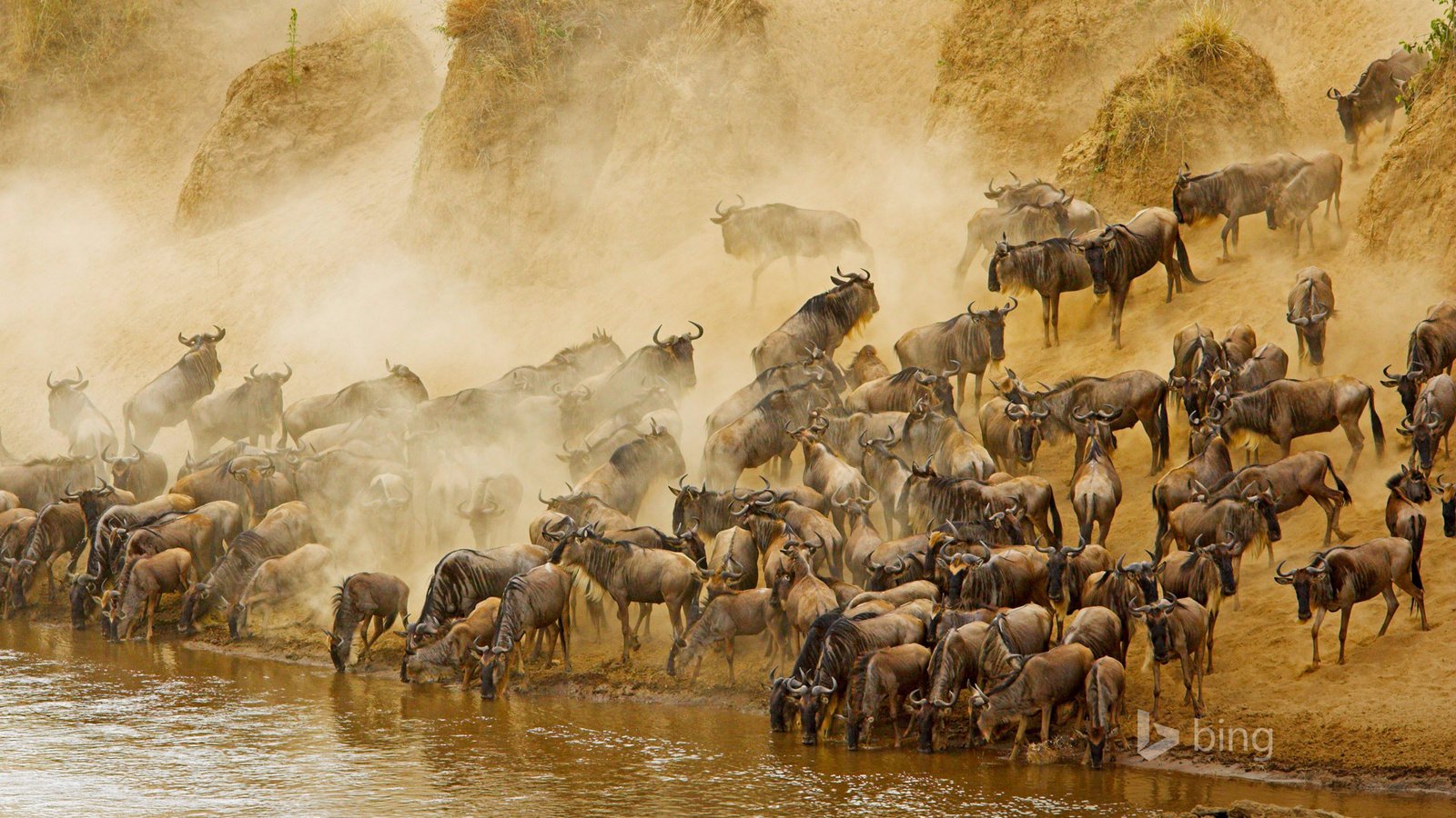 Обои река, африка, антилопа, кения, антилопа гну, masai mara national reserve, масаи мара, гну, river, africa, antelope, kenya, wildebeest, masai mara, gnu разрешение 1920x1200 Загрузить