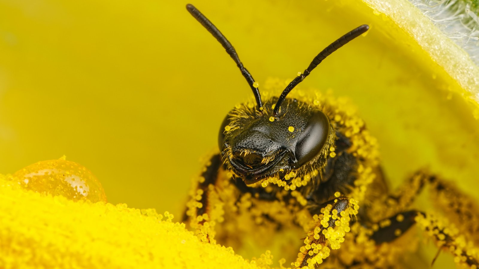 Обои цветок, пчела, пыльца, flower, bee, pollen разрешение 2048x1365 Загрузить