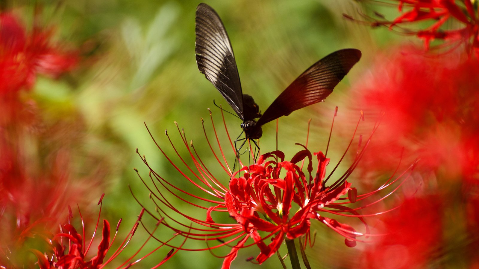 Обои насекомое, цветок, лепестки, бабочка, крылья, растение, insect, flower, petals, butterfly, wings, plant разрешение 2048x1356 Загрузить