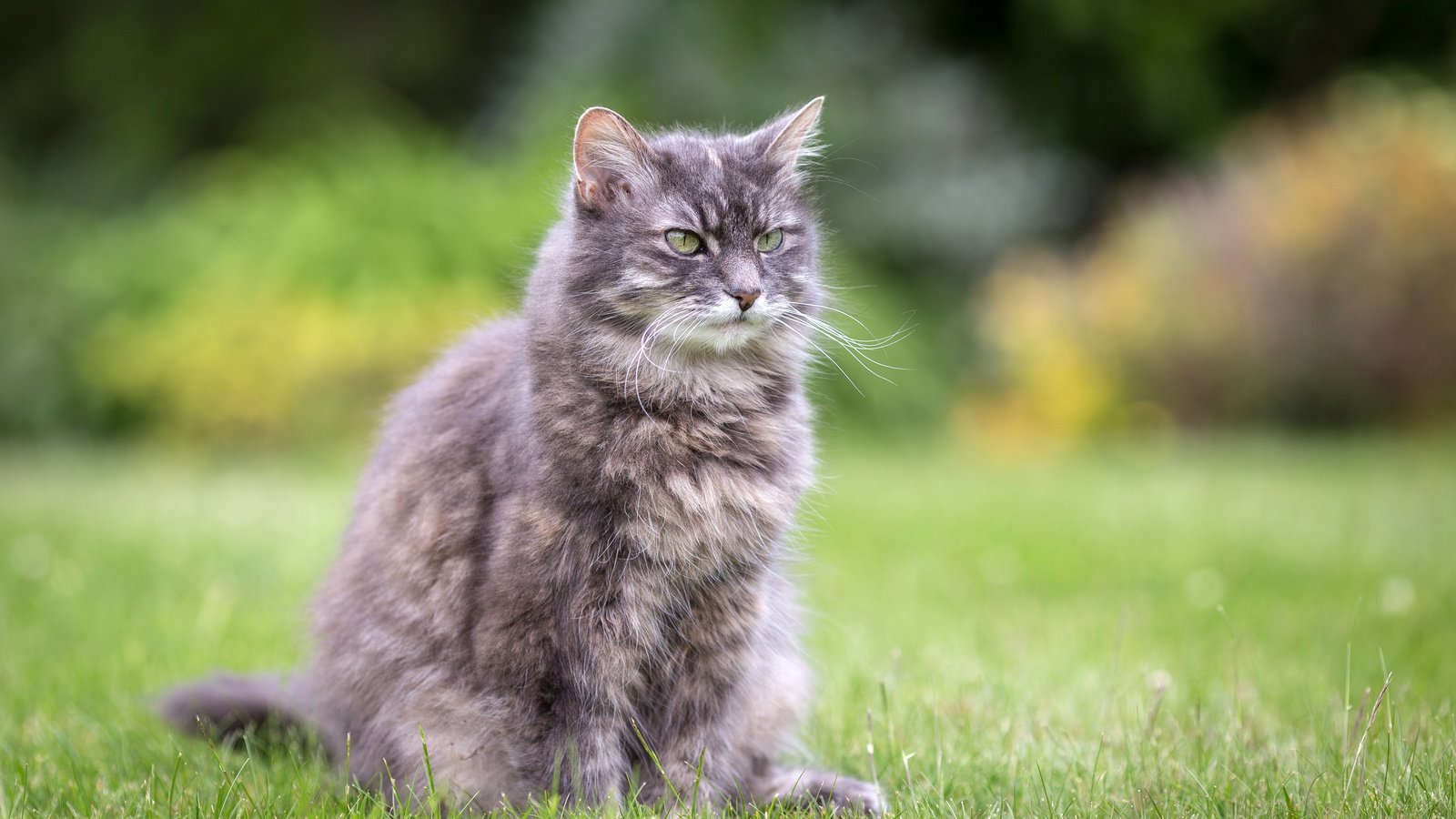 Обои трава, лето, кошка, сидит, серая, лужайка, пушистая, grass, summer, cat, sitting, grey, lawn, fluffy разрешение 3000x2000 Загрузить