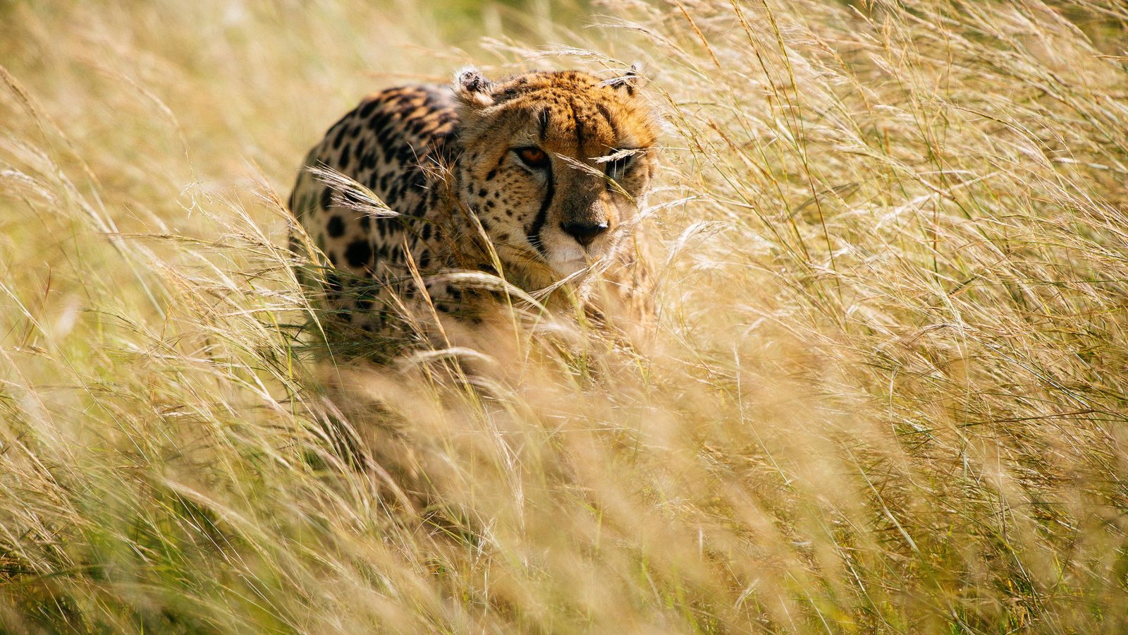 Обои трава, африка, охота, гепард, grass, africa, hunting, cheetah разрешение 2000x1331 Загрузить