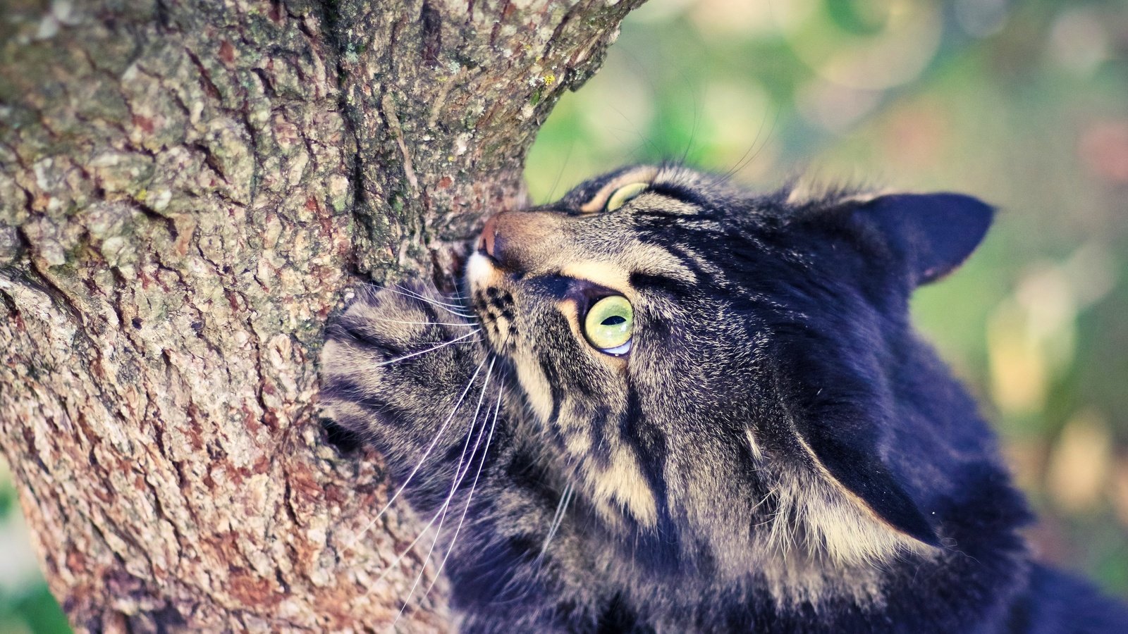 Обои глаза, дерево, кот, лето, eyes, tree, cat, summer разрешение 2880x1920 Загрузить