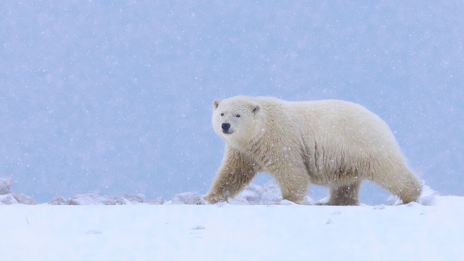 Обои снег, полярный медведь, медведь, белый медведь, аляска, snow, polar bear, bear, alaska разрешение 1920x1080 Загрузить