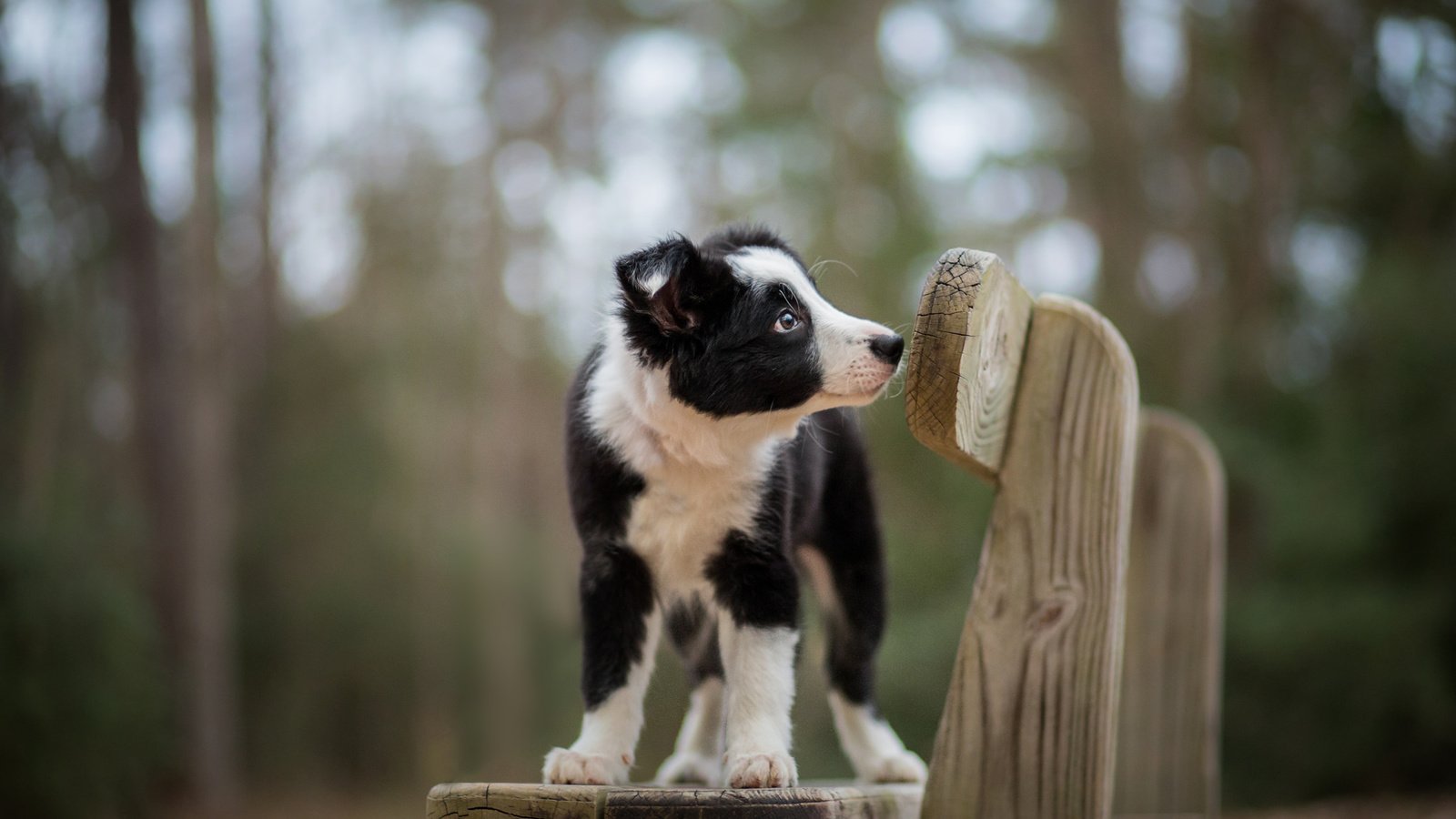 Обои взгляд, собака, друг, look, dog, each разрешение 2048x1365 Загрузить