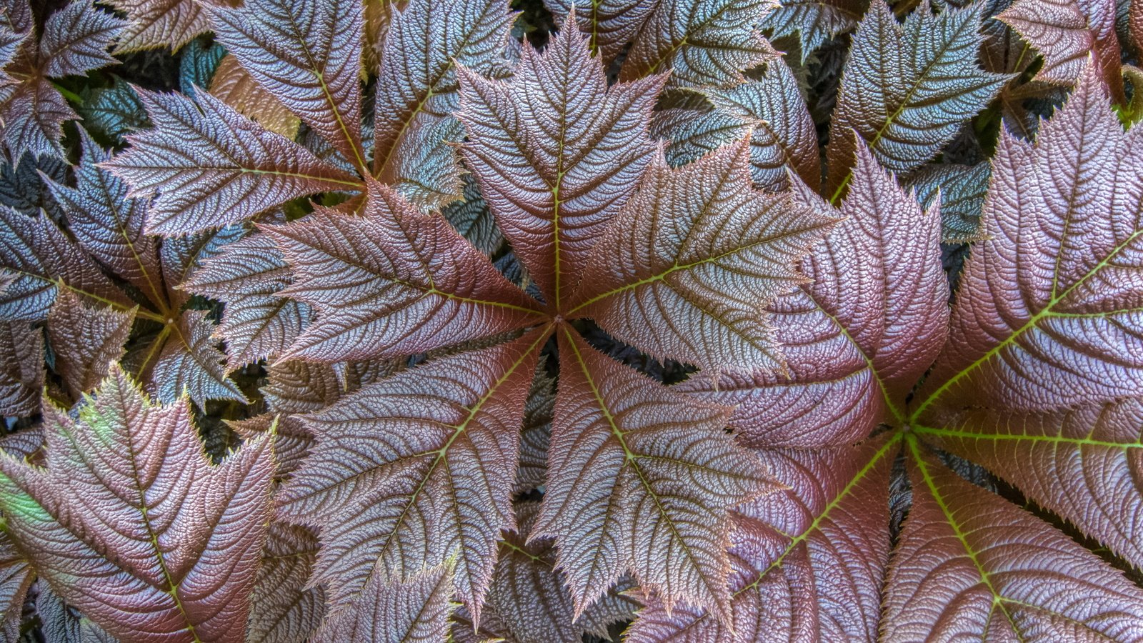 Обои природа, листья, осень, nature, leaves, autumn разрешение 2560x1707 Загрузить