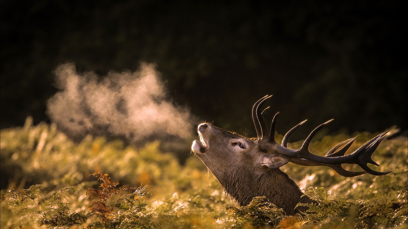 Обои природа, олень, осень, nature, deer, autumn разрешение 2002x1335 Загрузить