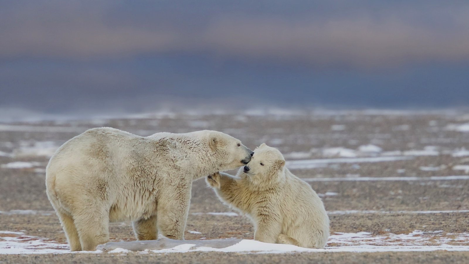 Обои природа, фон, белые, медведи, nature, background, white, bears разрешение 2048x1286 Загрузить