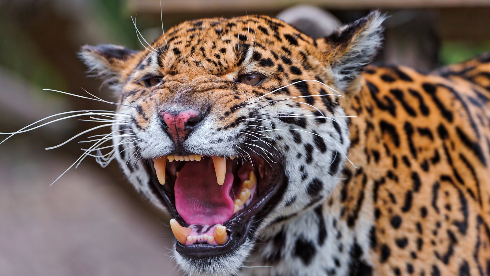 Обои хищник, ягуар, животное, ягуа́р, predator, jaguar, animal разрешение 4207x2321 Загрузить