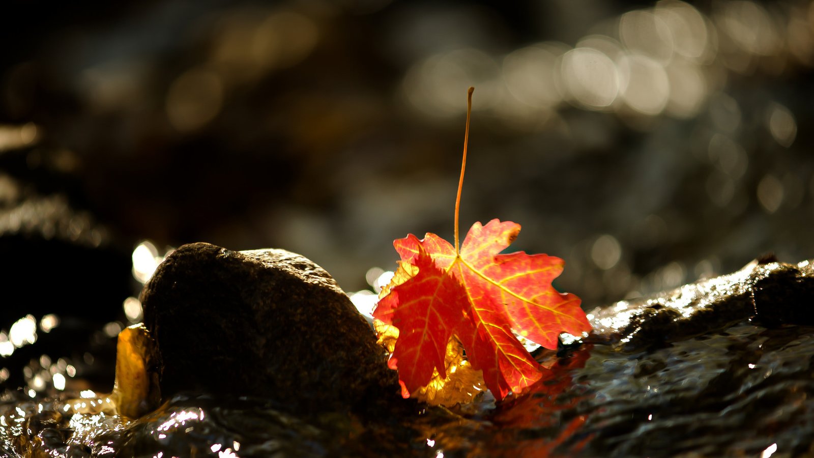 Обои вода, природа, осень, лист, камень, клен, кленовый лист, water, nature, autumn, sheet, stone, maple, maple leaf разрешение 2048x1248 Загрузить