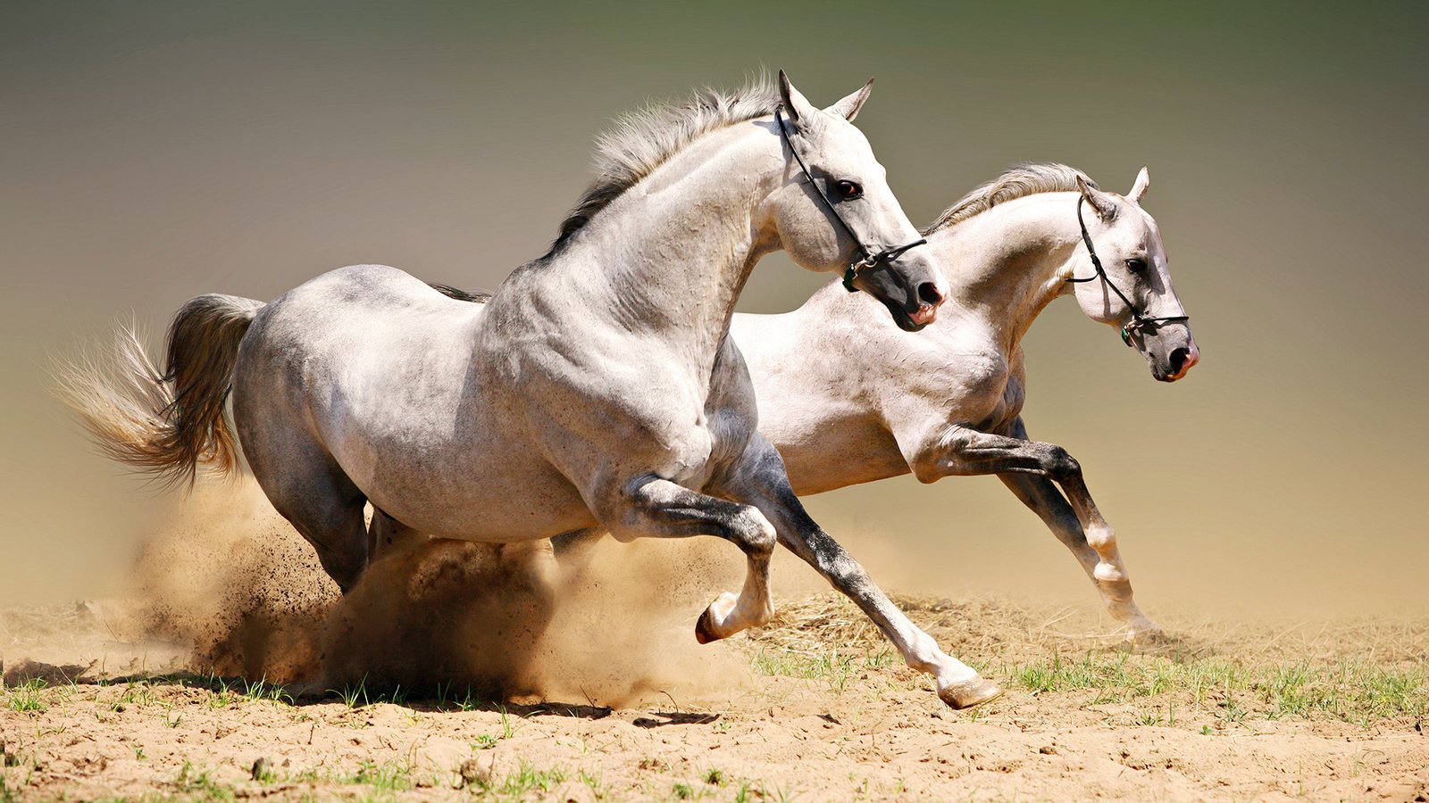 Обои пара, лошади, кони, пыль, грива, бег, копыта, красавцы, pair, horse, horses, dust, mane, running, hooves, handsome разрешение 1920x1080 Загрузить