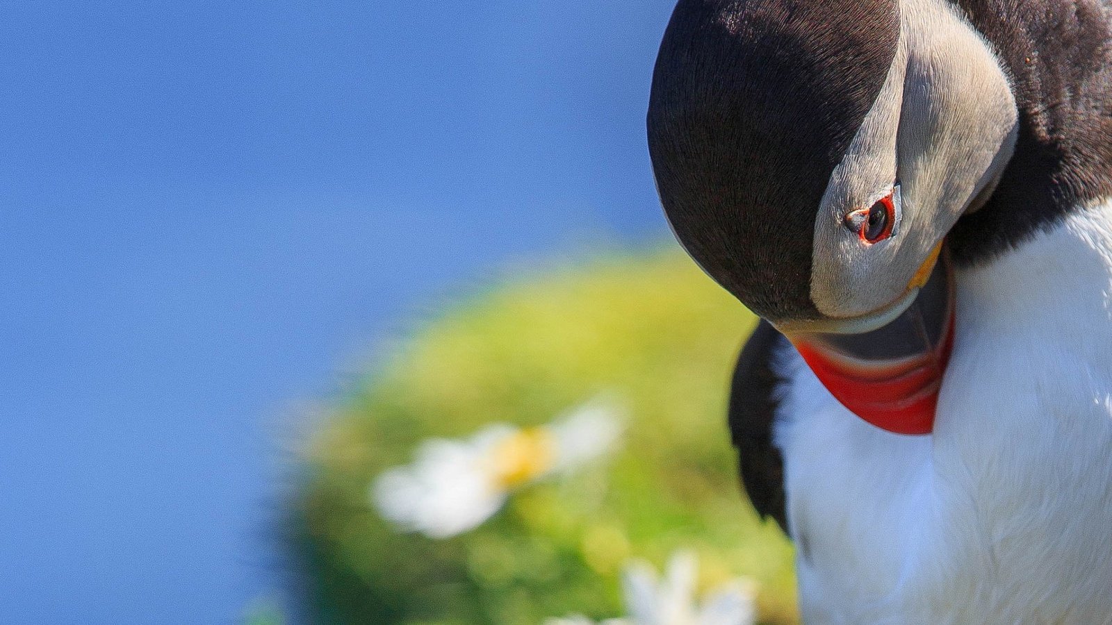 Обои макро, птица, тупик, shetland islands, melancholy puffin, macro, bird, stalled разрешение 1920x1200 Загрузить