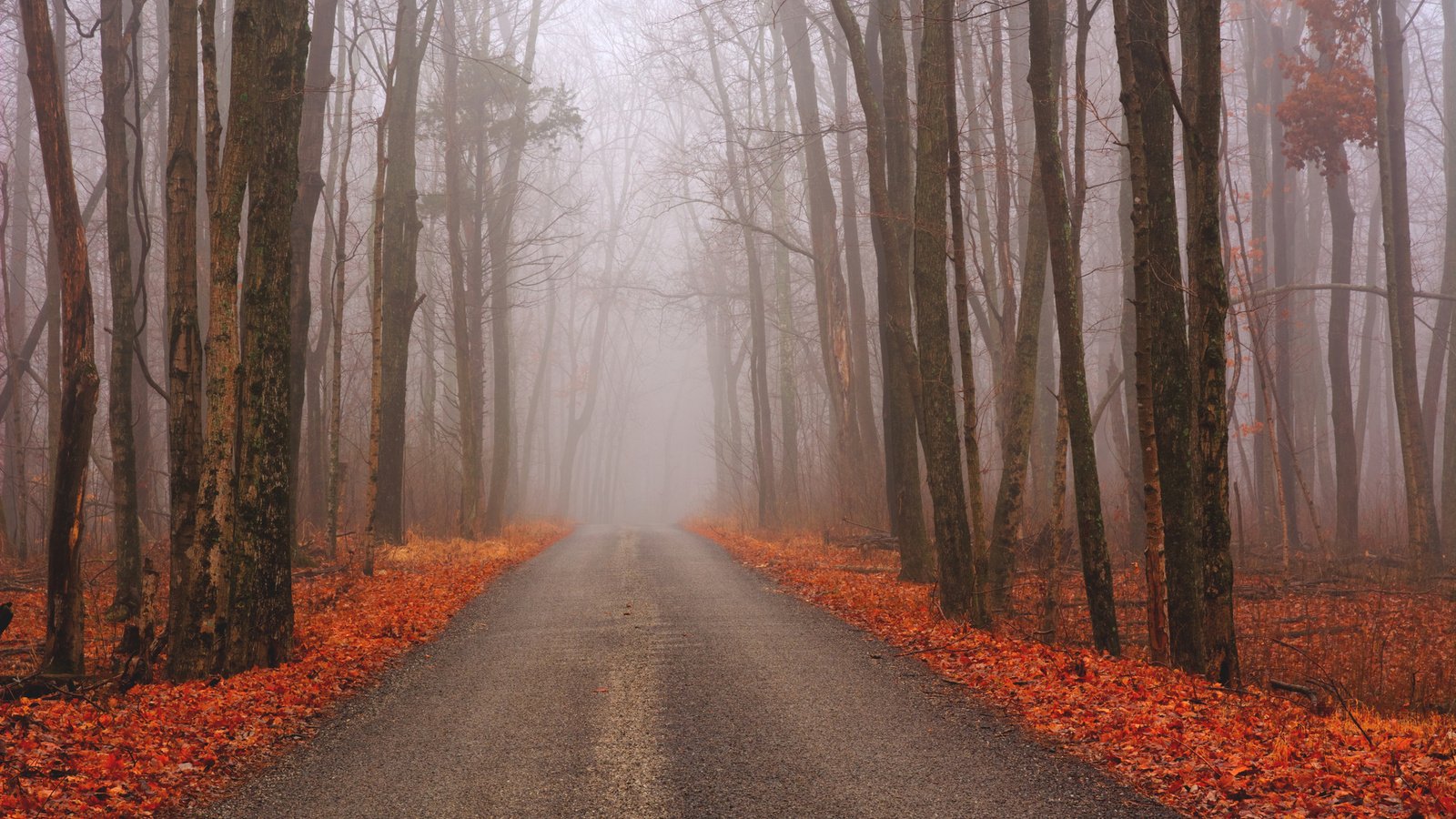 Обои дорога, лес, осень, road, forest, autumn разрешение 2048x1364 Загрузить