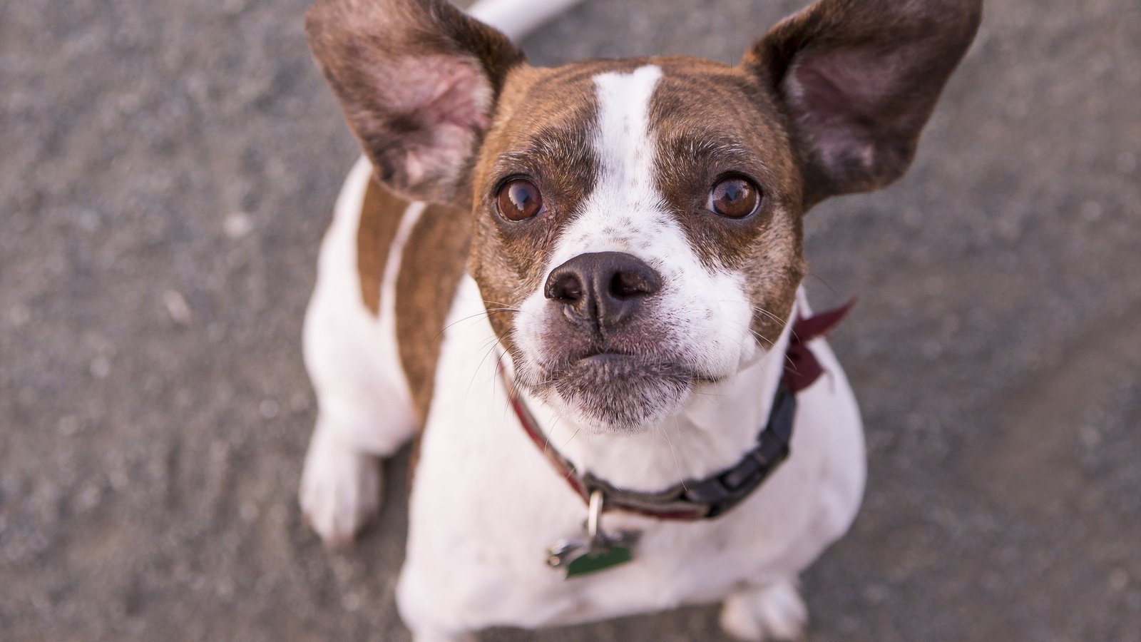 Обои взгляд, собака, друг, ошейник, бостон-терьер, look, dog, each, collar, boston terrier разрешение 2048x1583 Загрузить