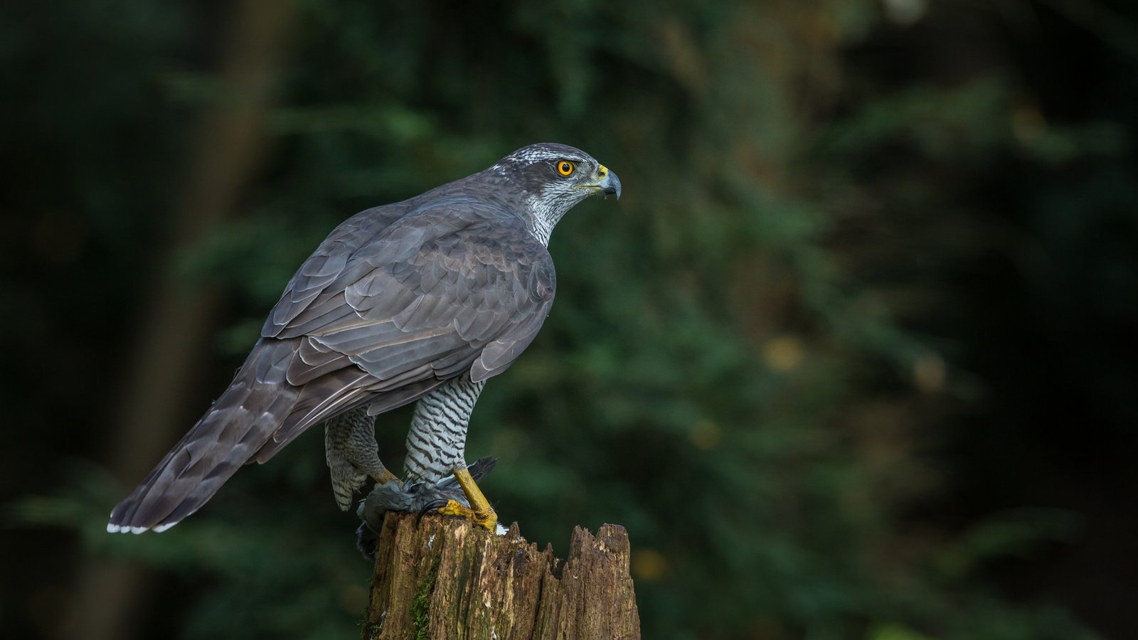 Обои природа, птица, клюв, хищная, ястреб-тетеревятник, nature, bird, beak, predatory, goshawk разрешение 2048x1365 Загрузить