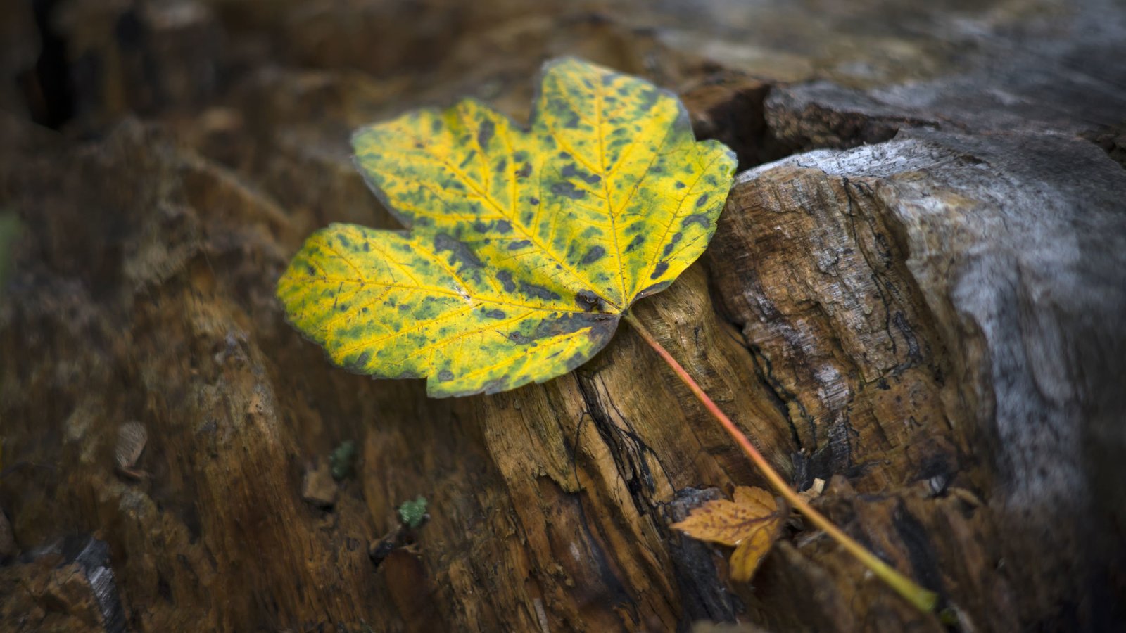 Обои природа, осень, лист, nature, autumn, sheet разрешение 2048x1366 Загрузить