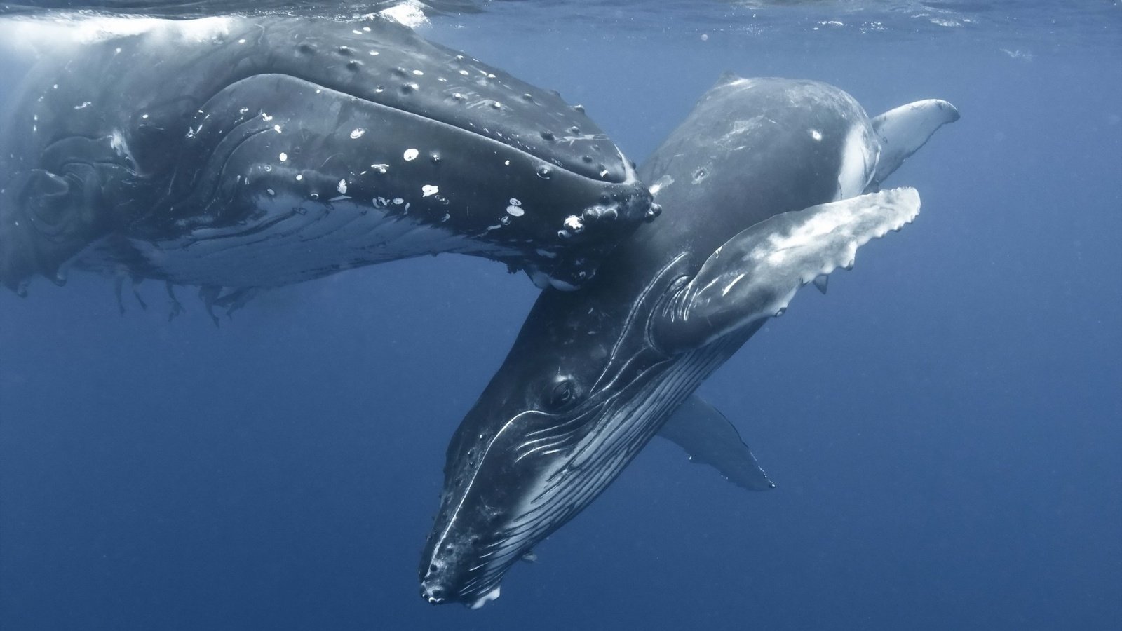 Обои океан, киты, подводный мир, горбатые киты, the ocean, whales, underwater world, humpback whales разрешение 1920x1080 Загрузить