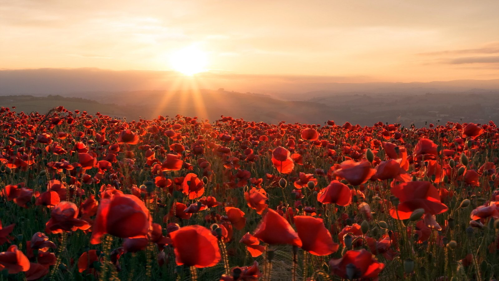 Обои цветы, горы, солнце, закат, поле, маки, flowers, mountains, the sun, sunset, field, maki разрешение 1920x1080 Загрузить